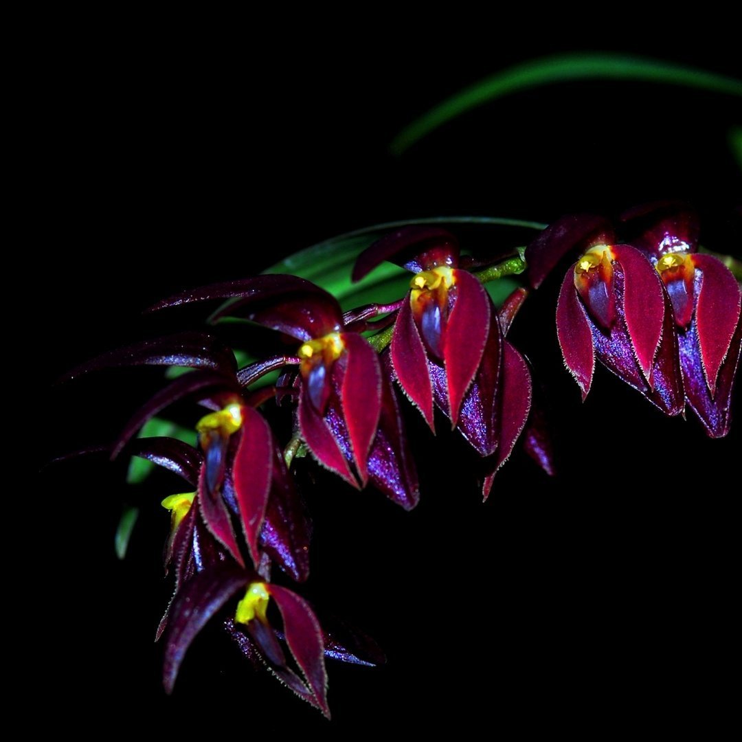 Pleurothallis alvaroi red