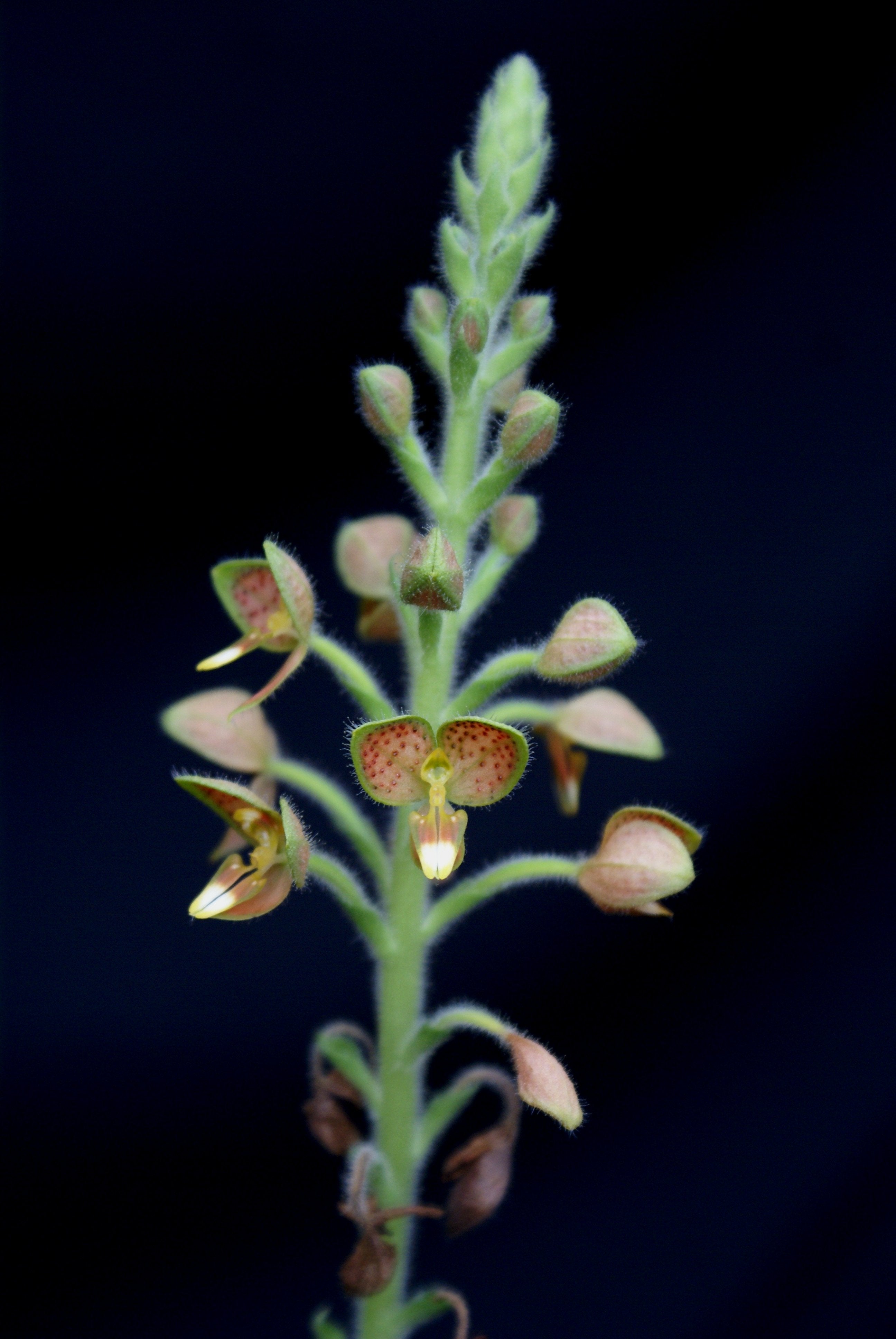 Ponthieva tunguraguae