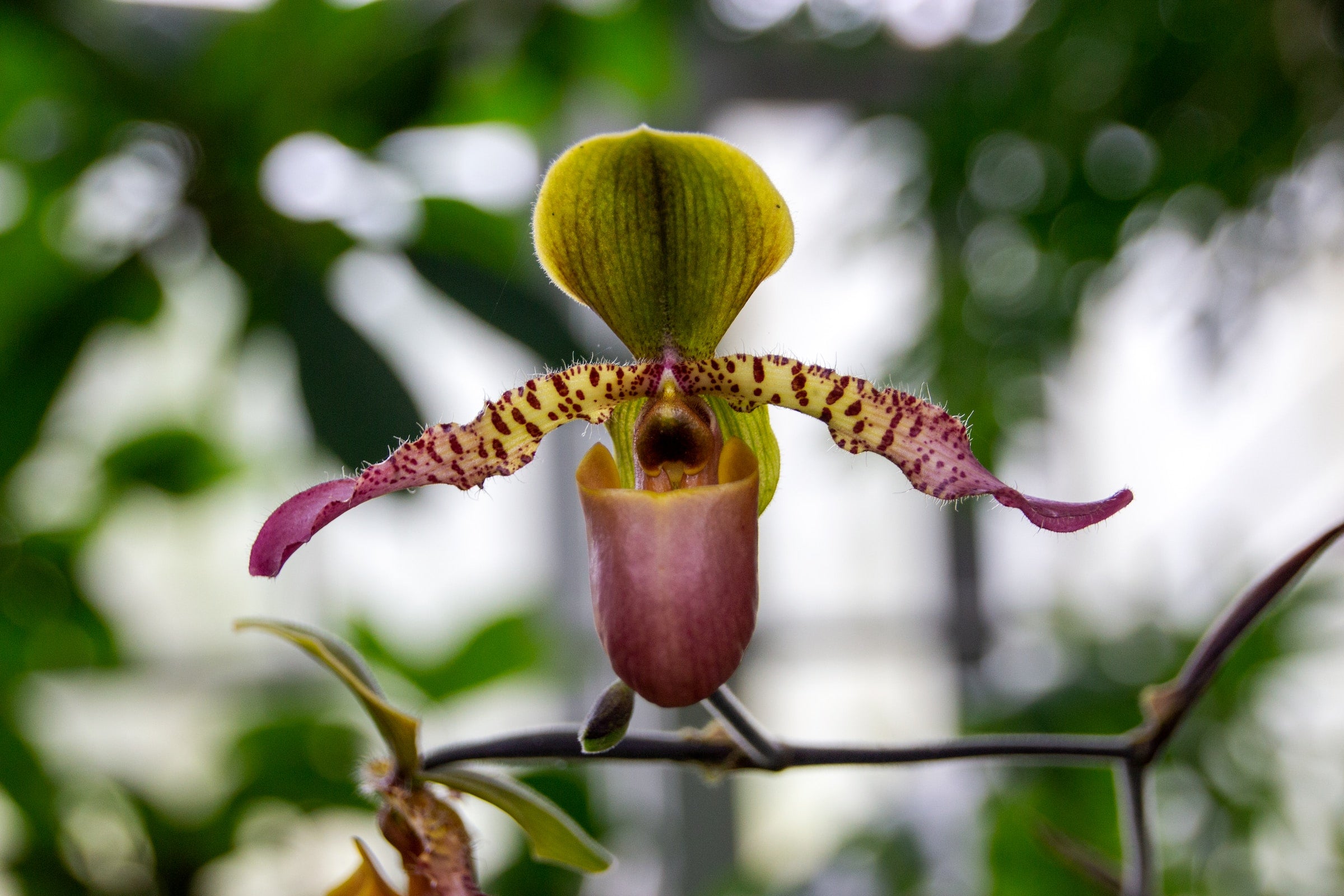 Paphiopedilum stippen bloem bloeiend in voorjaar