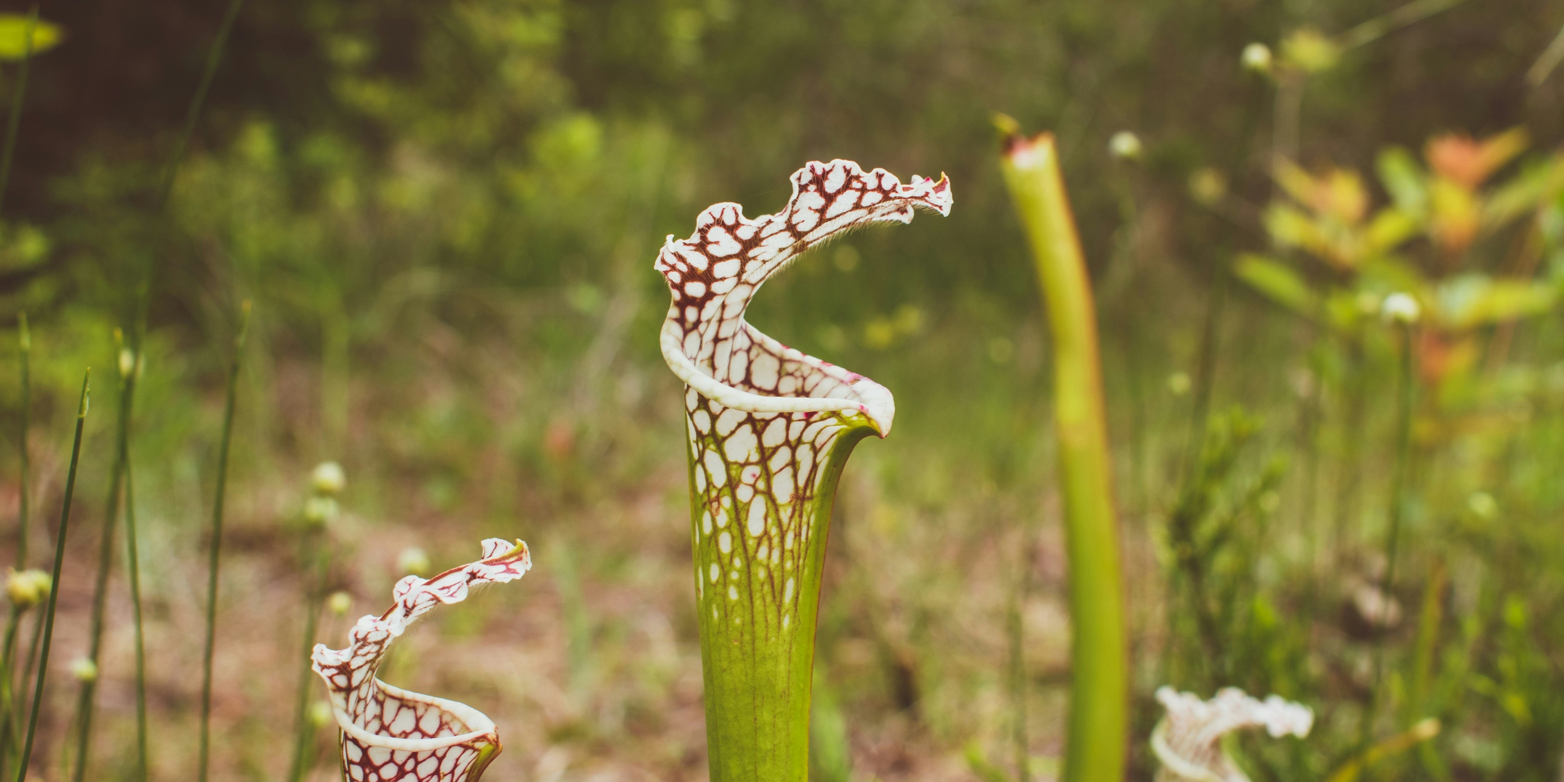 Sarracenia