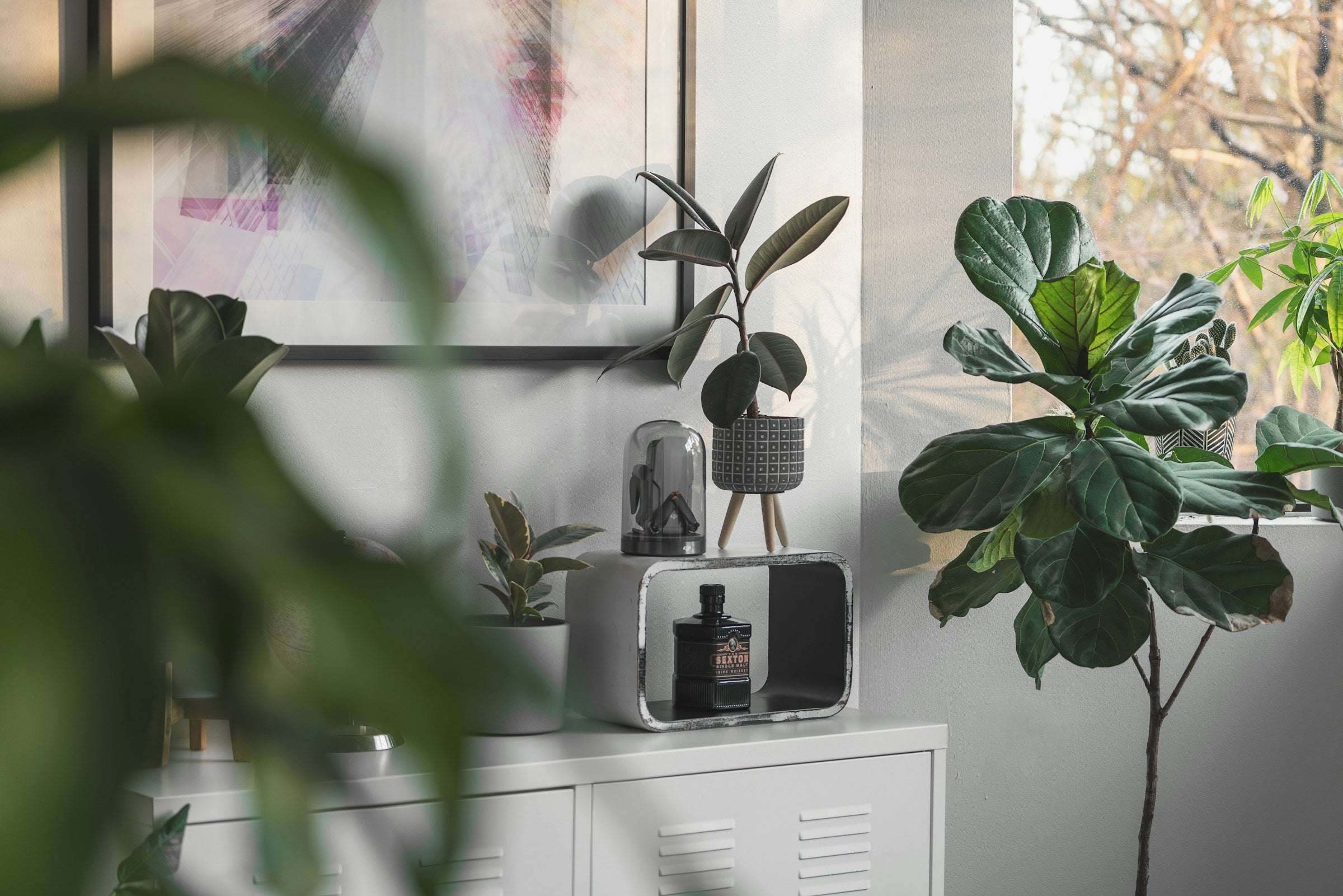 Houseplants white interior dark lushy leaves