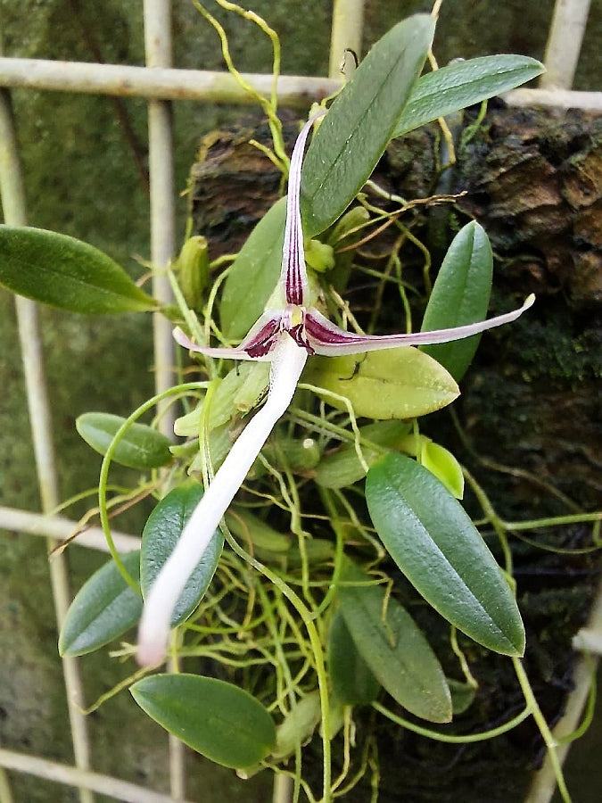 Hapalochilus dolichoglottis in bloom