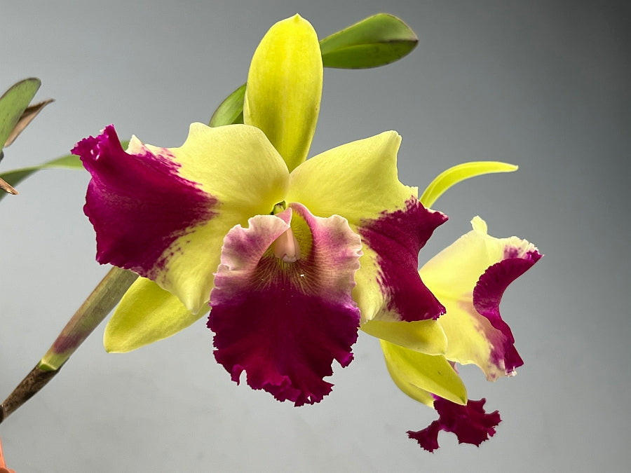 Rlc. Kat Red Panda "Dragon Cat" orchid with yellow and bright pink flower