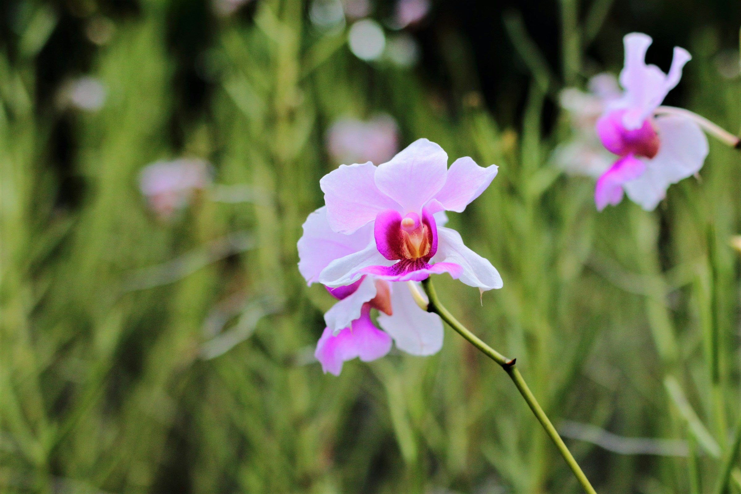 Papilionanthe Miss Joaquim singapore orchid