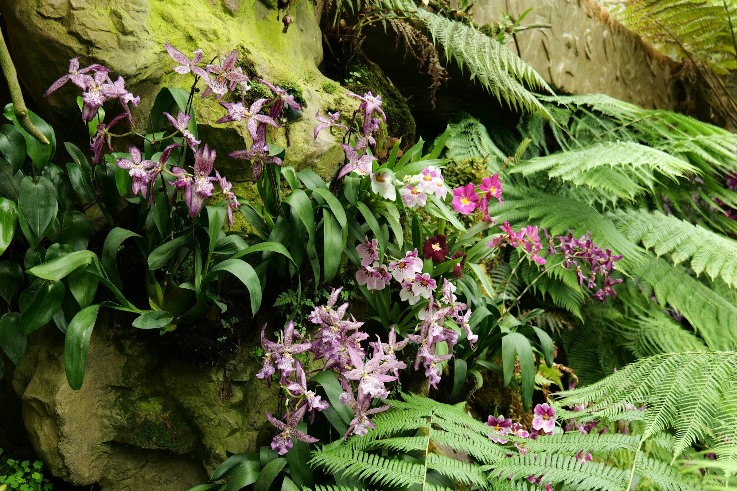 Orchid Rishi One Buy Orchids from Southeast Asia | Asian Species