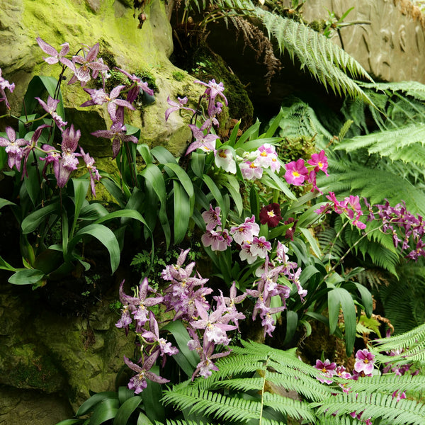 Orchids from Southeast Asia – Page 27