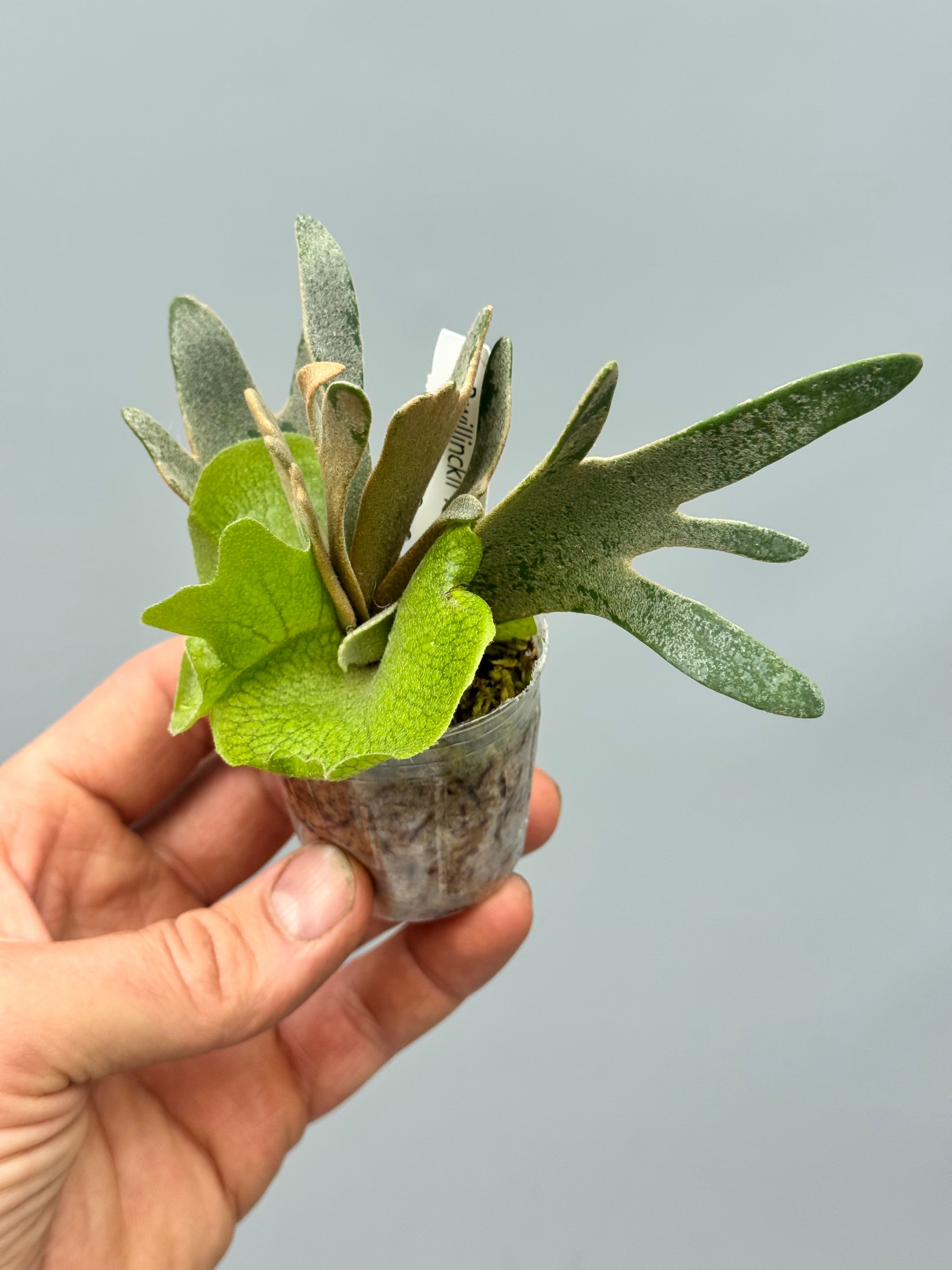 Platycerium willinckii 'Nano'