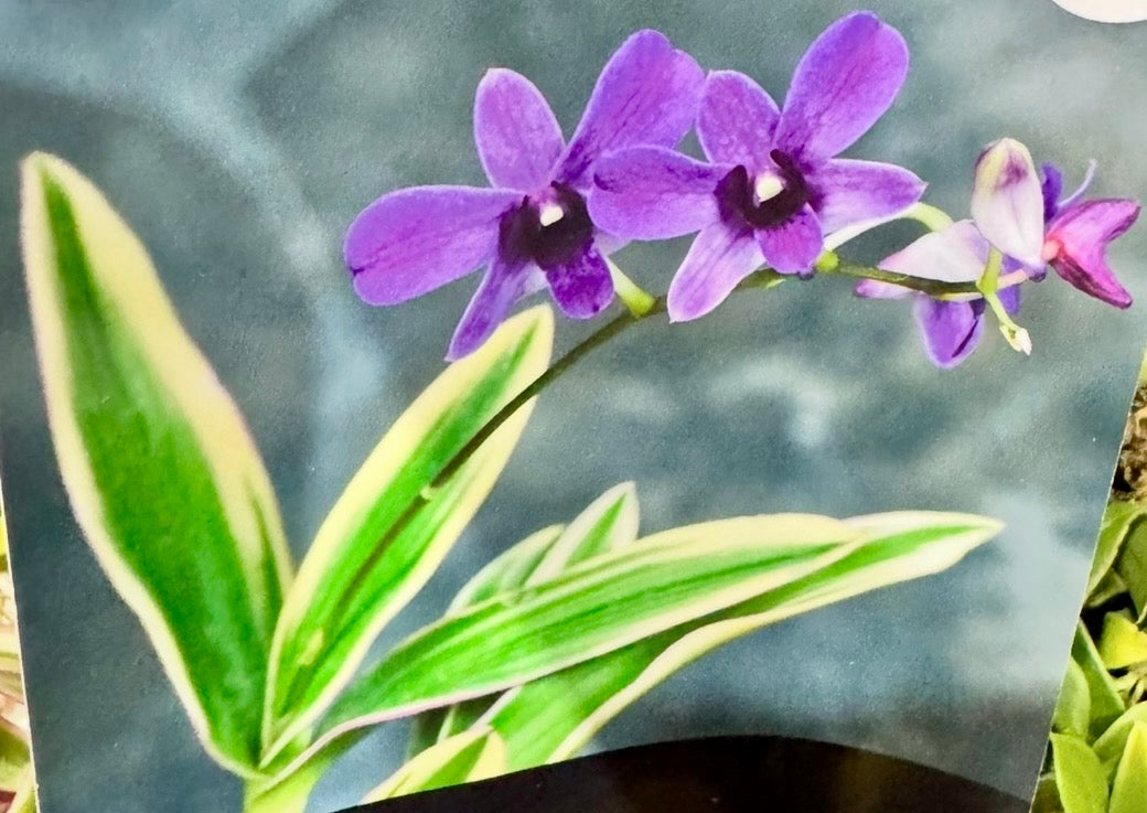 Dendrobium bigibbum variegata (Big)
