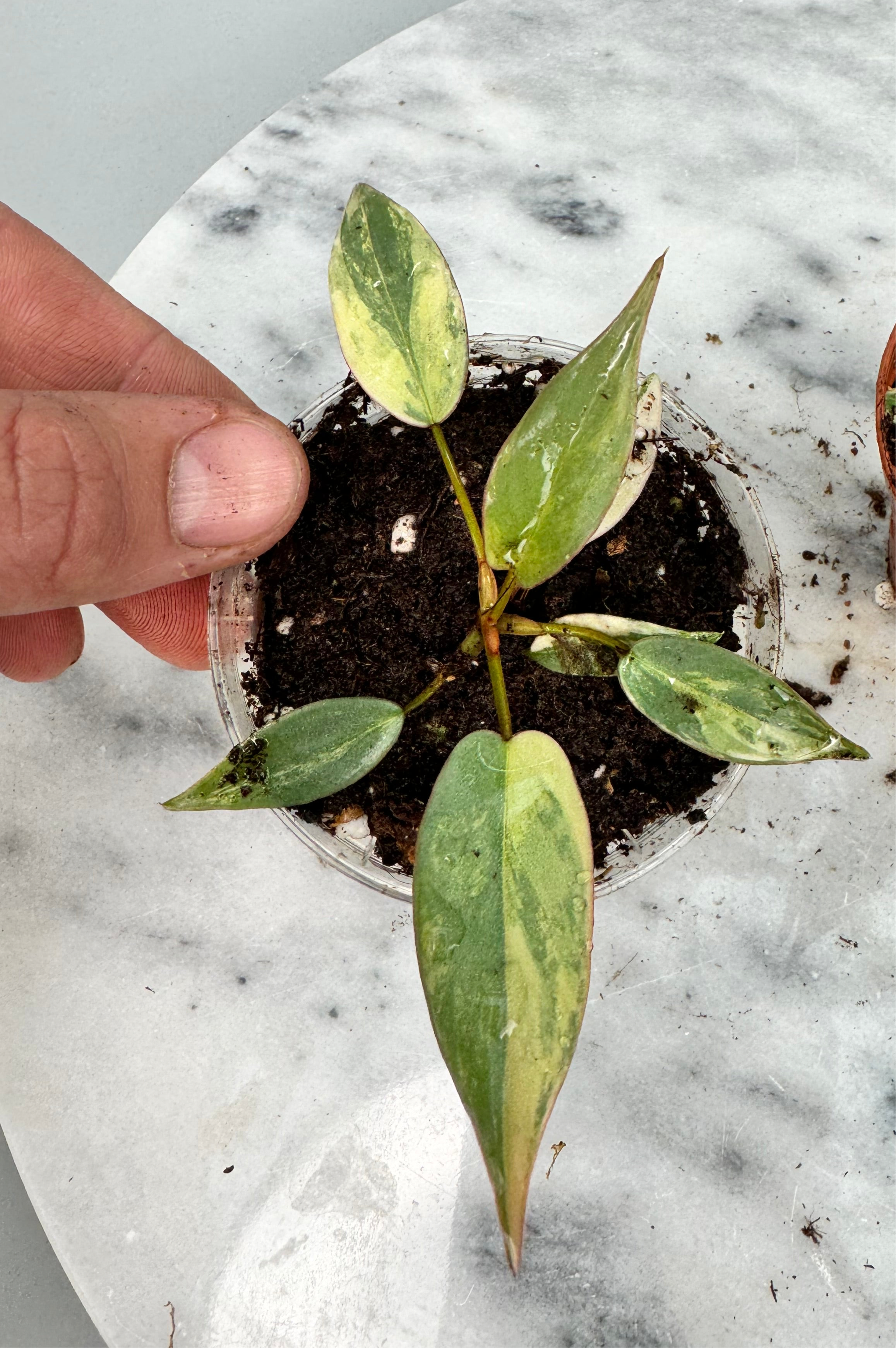 Philodendron atabapoense variegata (Small Size) nr 2