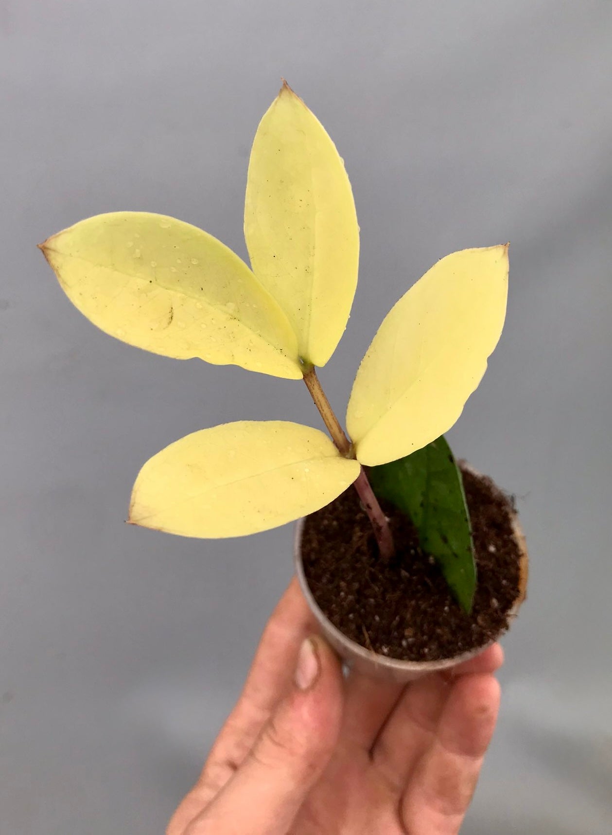 Zamioculcas zamiifolia Variegated