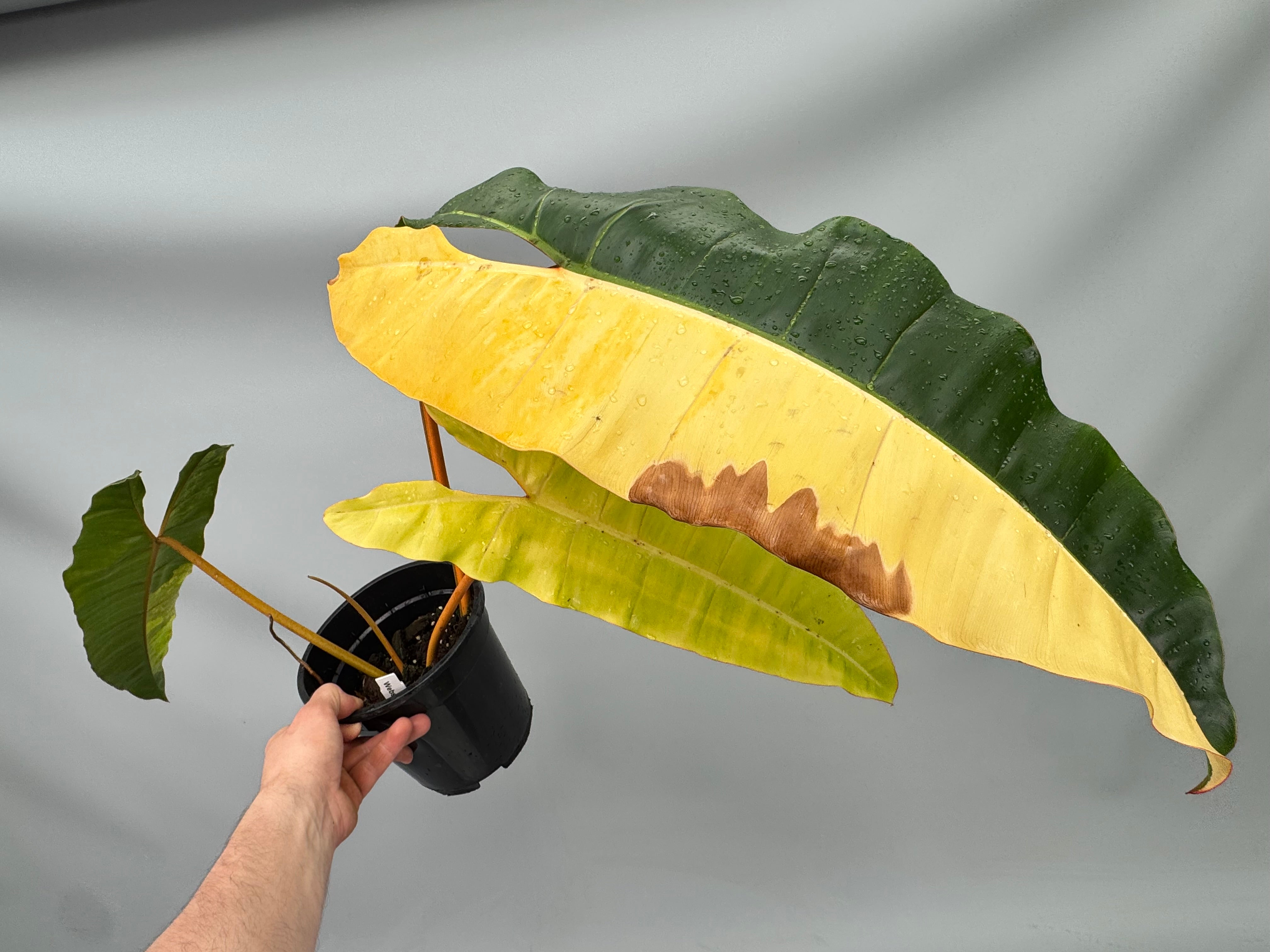 Philodendron billietiae Variegata Nr 2 