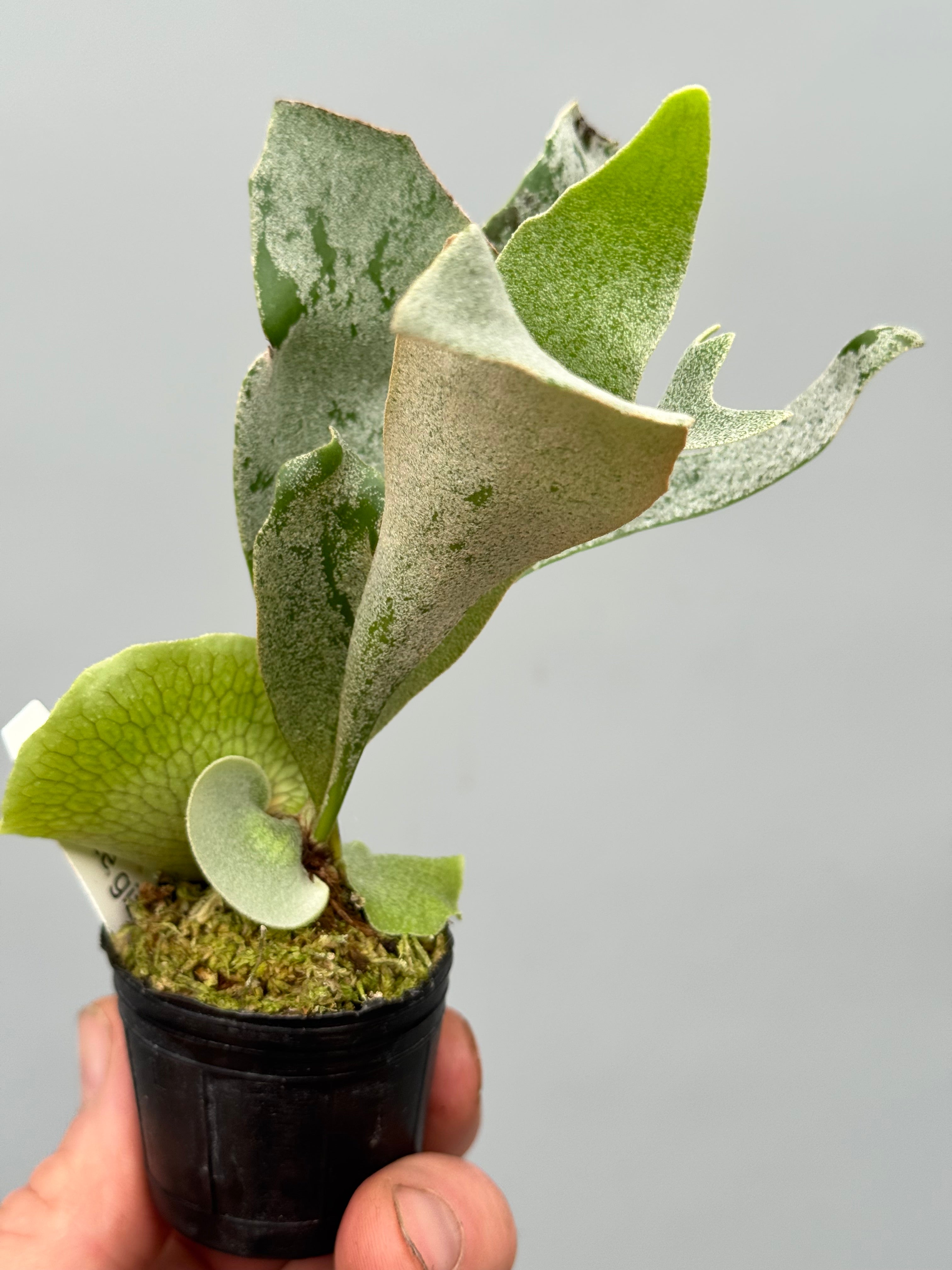 White Gizmo pup ビカクシダ platycerium Platycerium White Gizmo