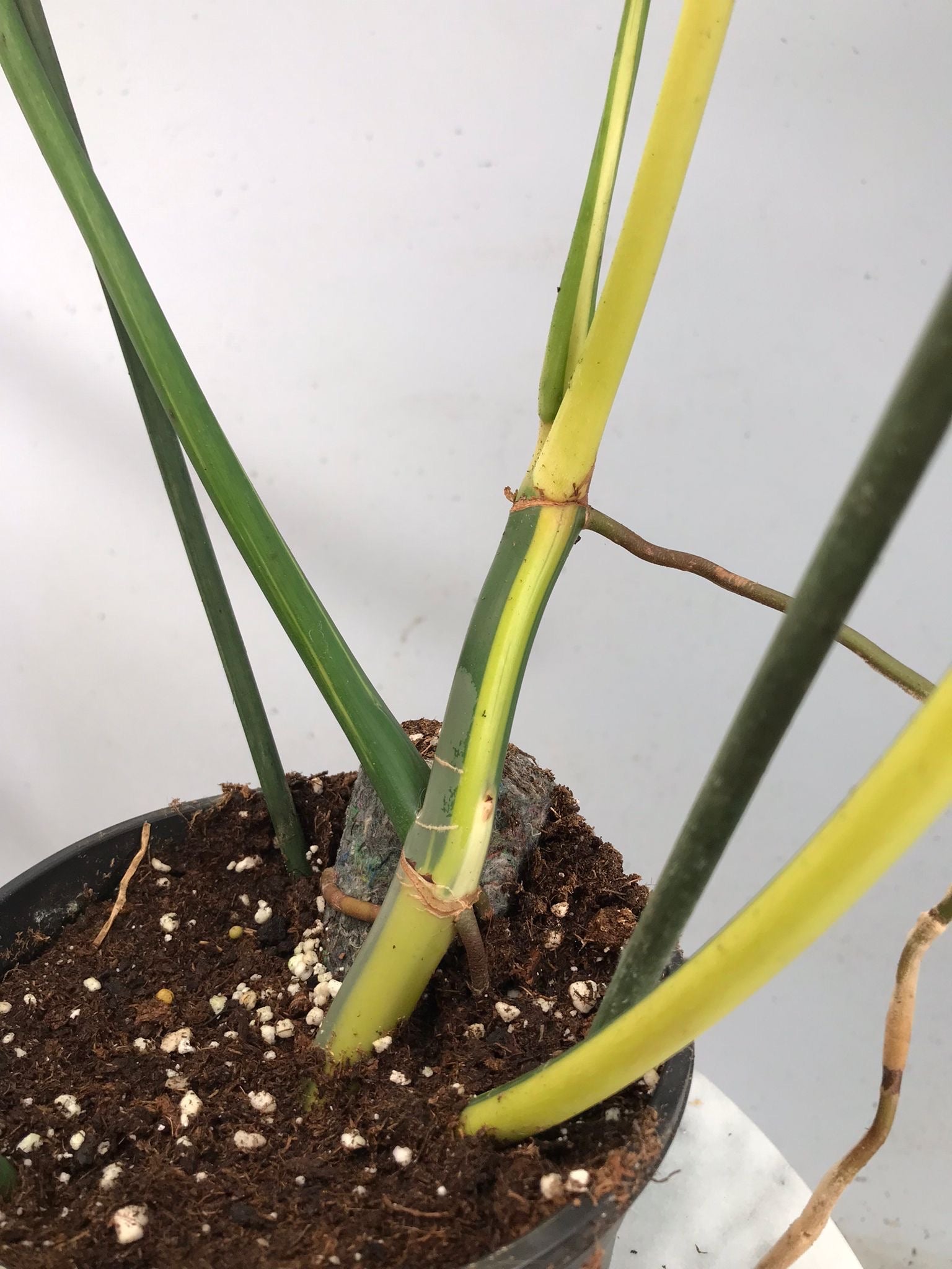 Philodendron Golden Dragon variegated albo (Nr 2)