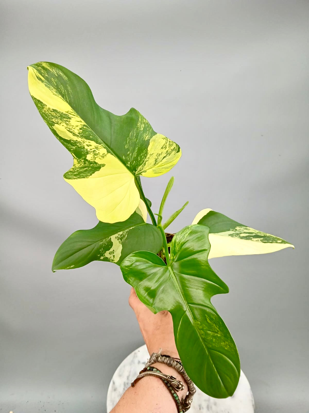 Philodendron Pedatum Violin Variegated