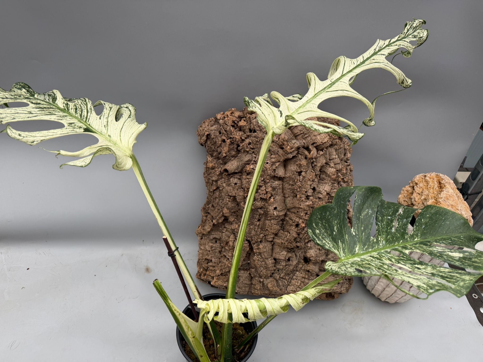 Monstera ‘Devil Monster’ Nr 2