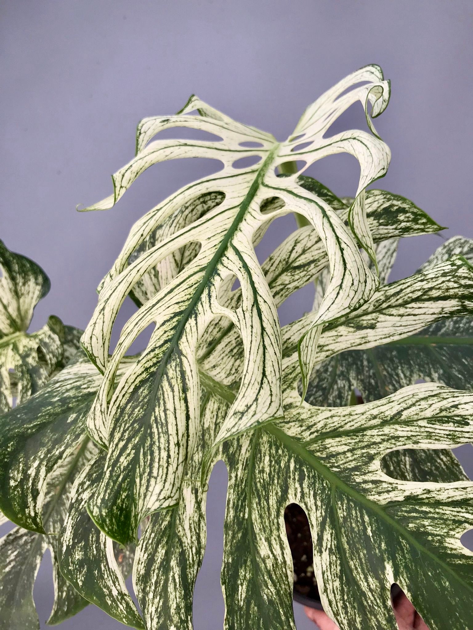 Monstera 'Devil Monster' Nr 2