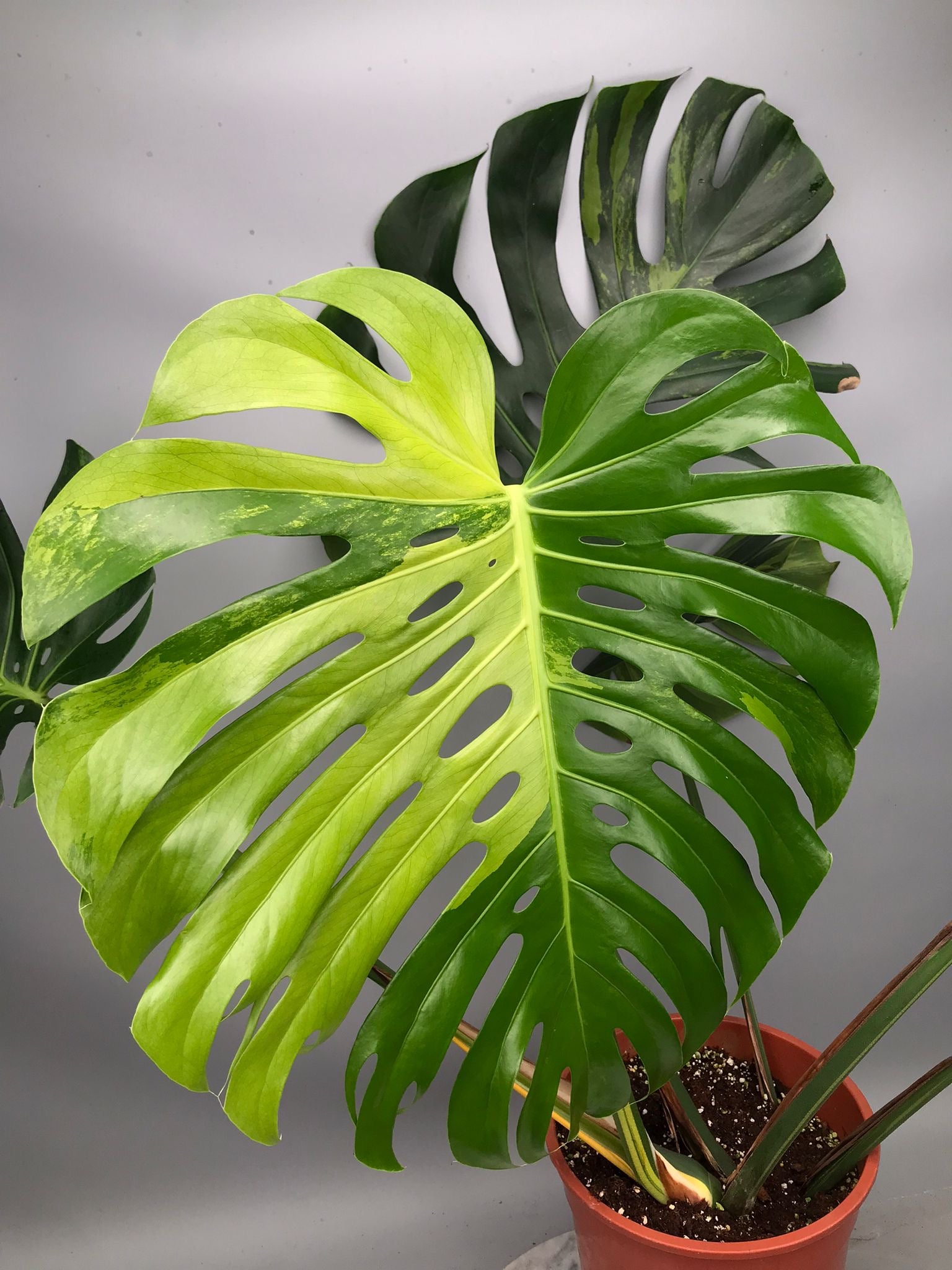 Monstera Ocean Mint nr 2