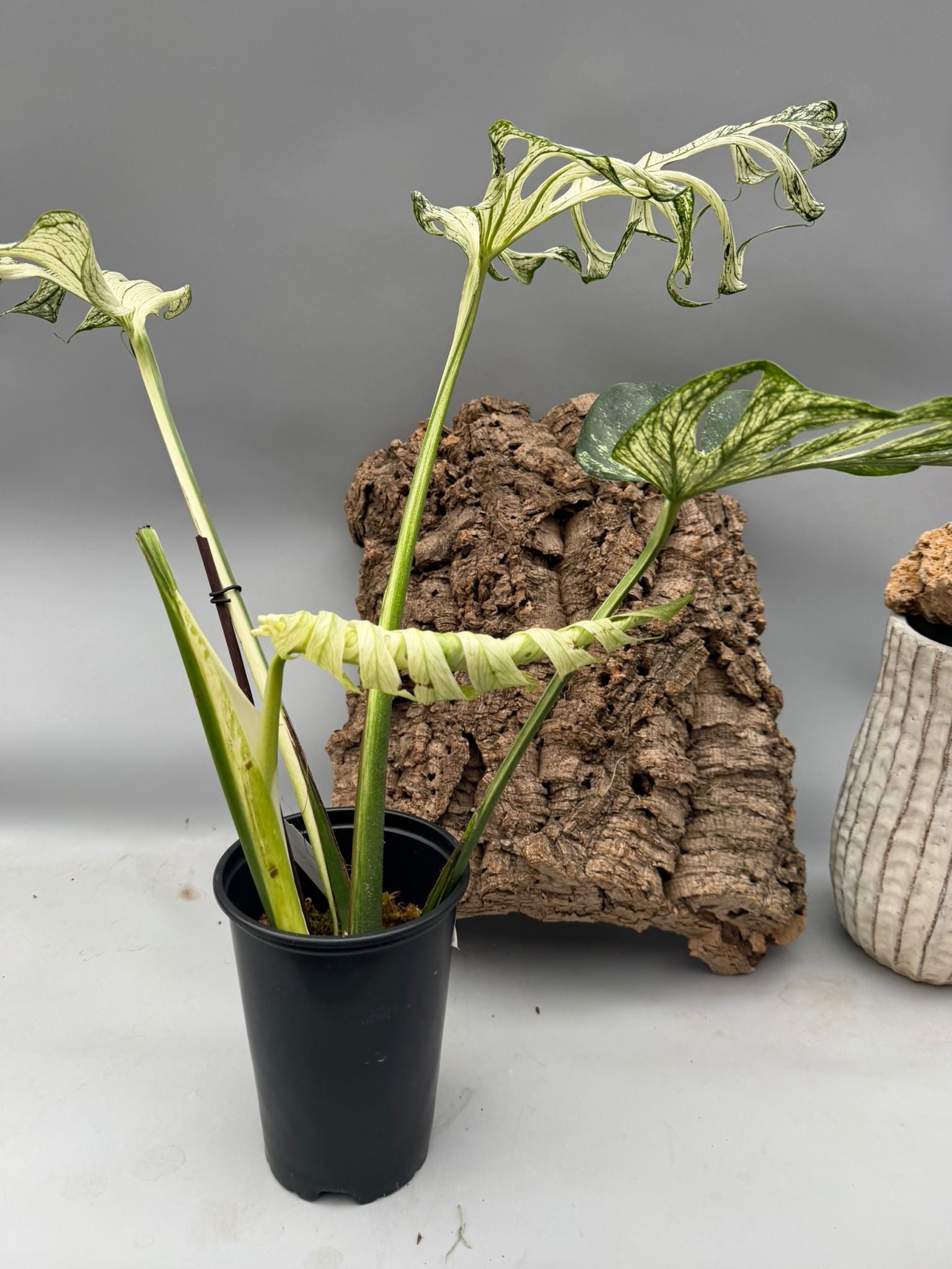 Monstera ‘Devil Monster’ Nr 2