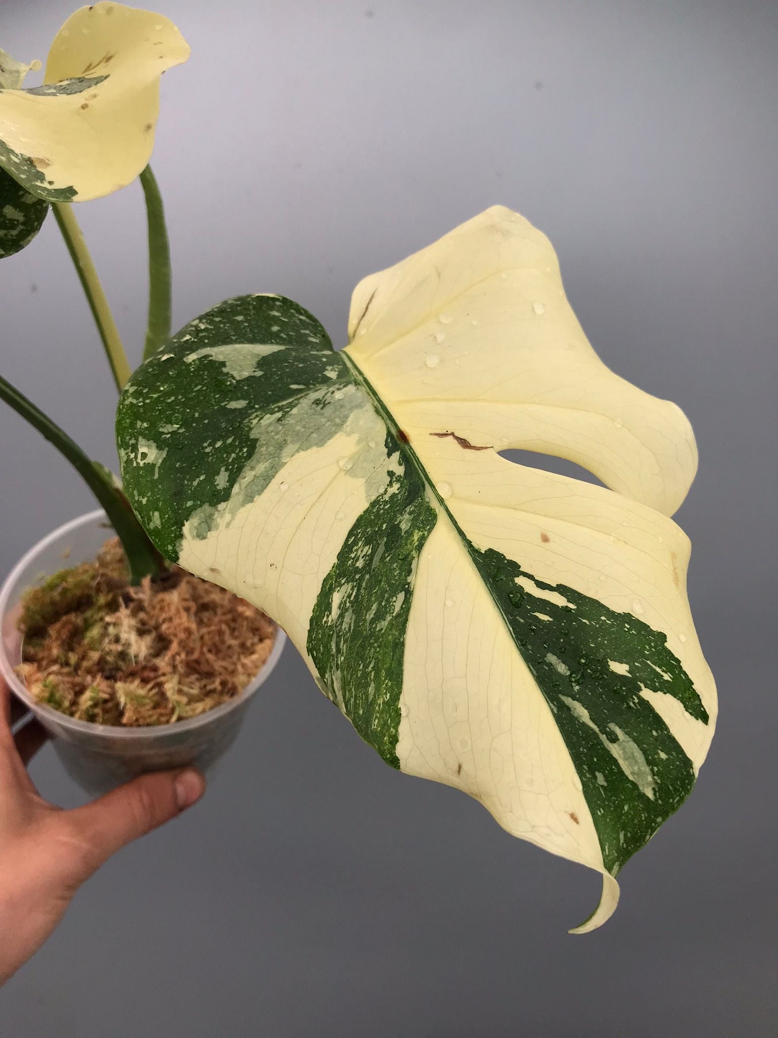 Monstera White snow nr 2