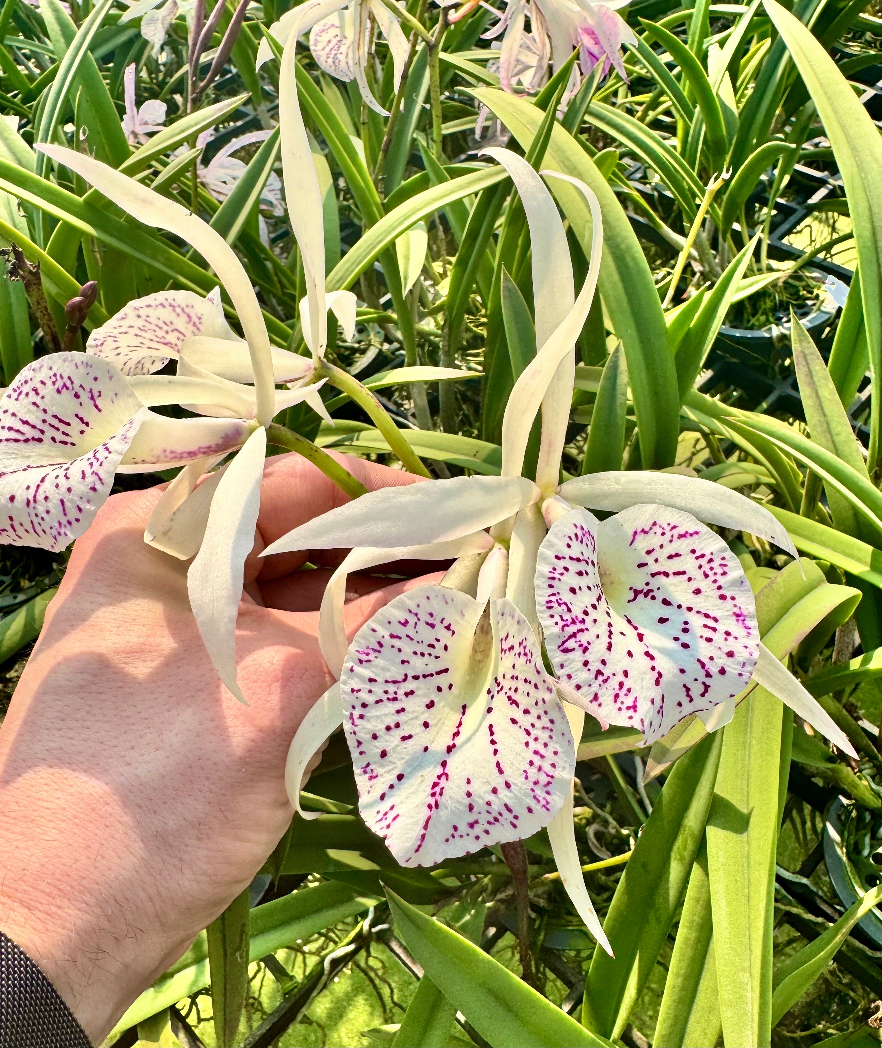 Brassocattleya Yu Toung Star x nodosa '4N'