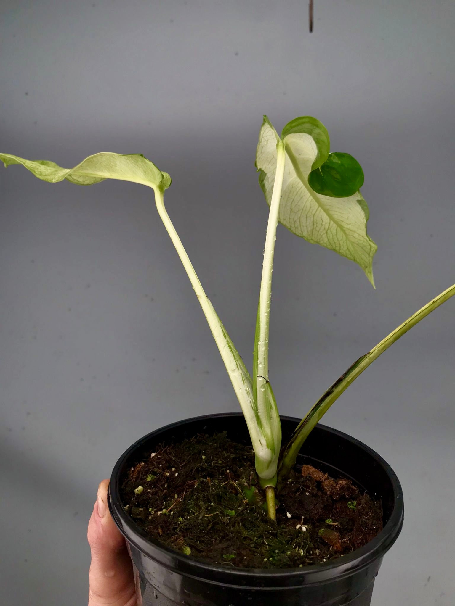 Monstera White Lava 'Lalamove' nr 2