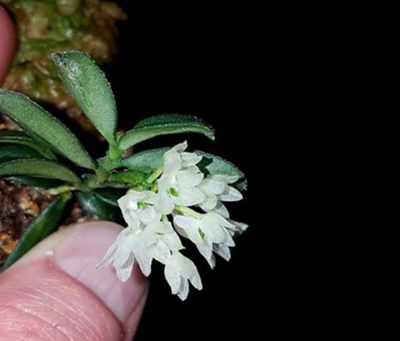 Hymenorchis javanica