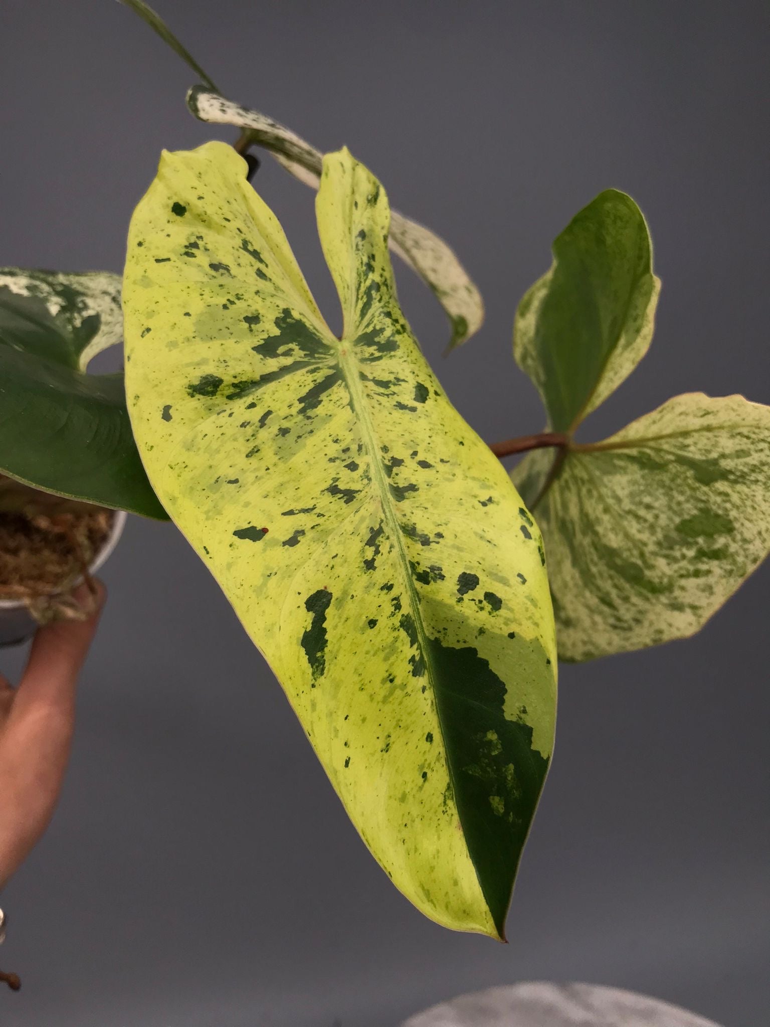 Philodendron ilsemanii  nr 1.0