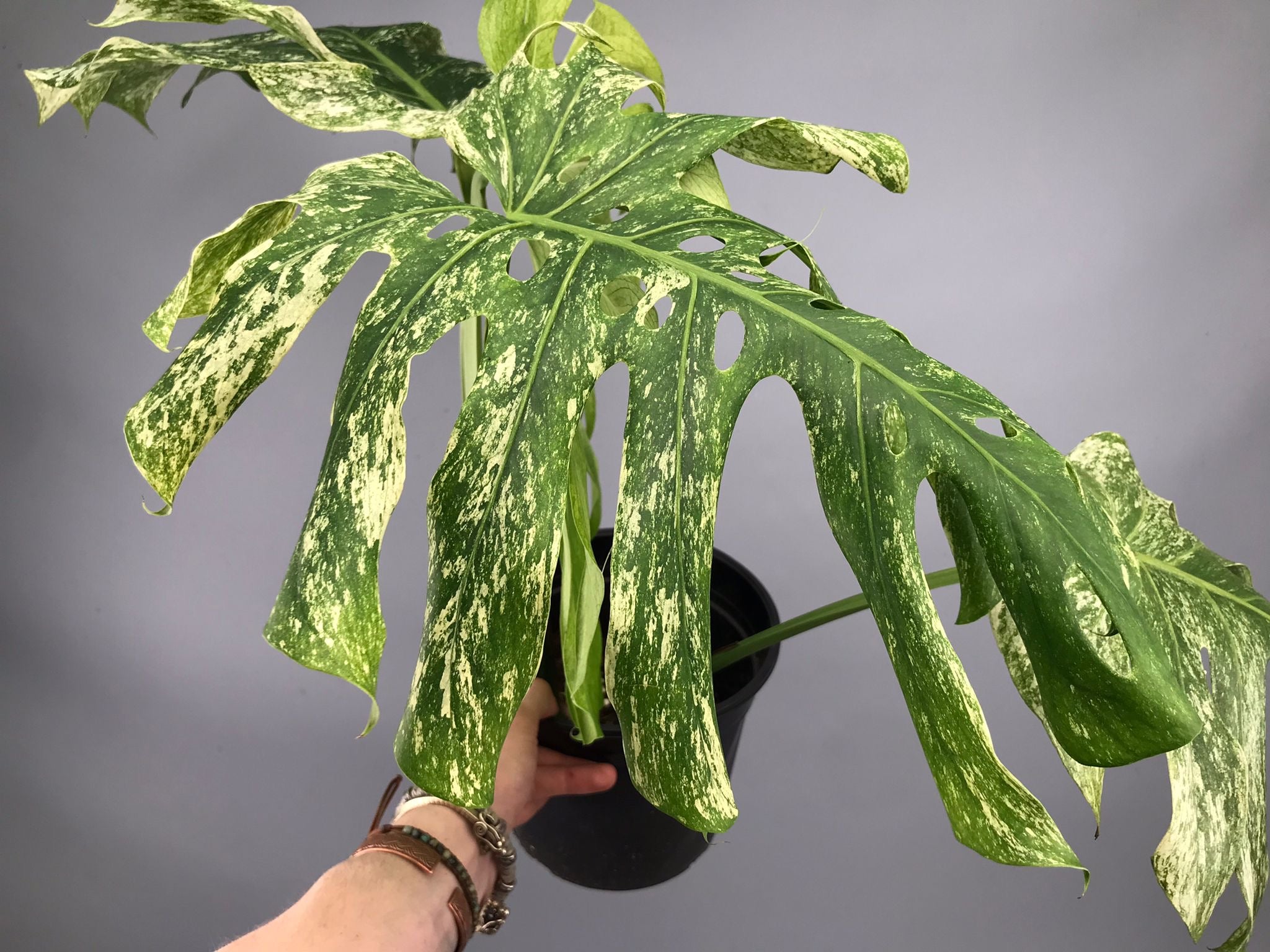 Monstera Full Mint deliciosa borsigiana Variegata