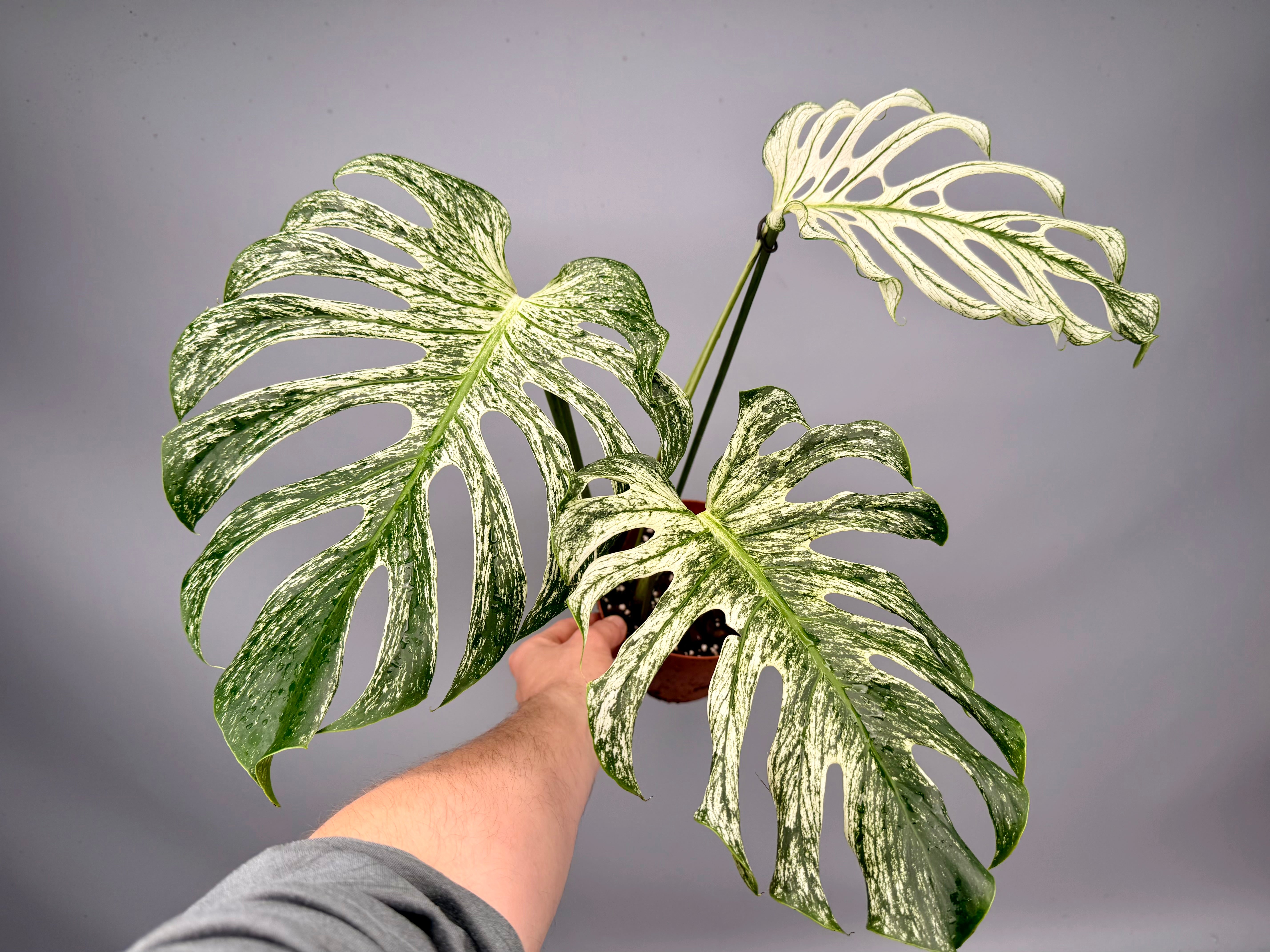 Monstera ‘Devil Monster’ Nr 1