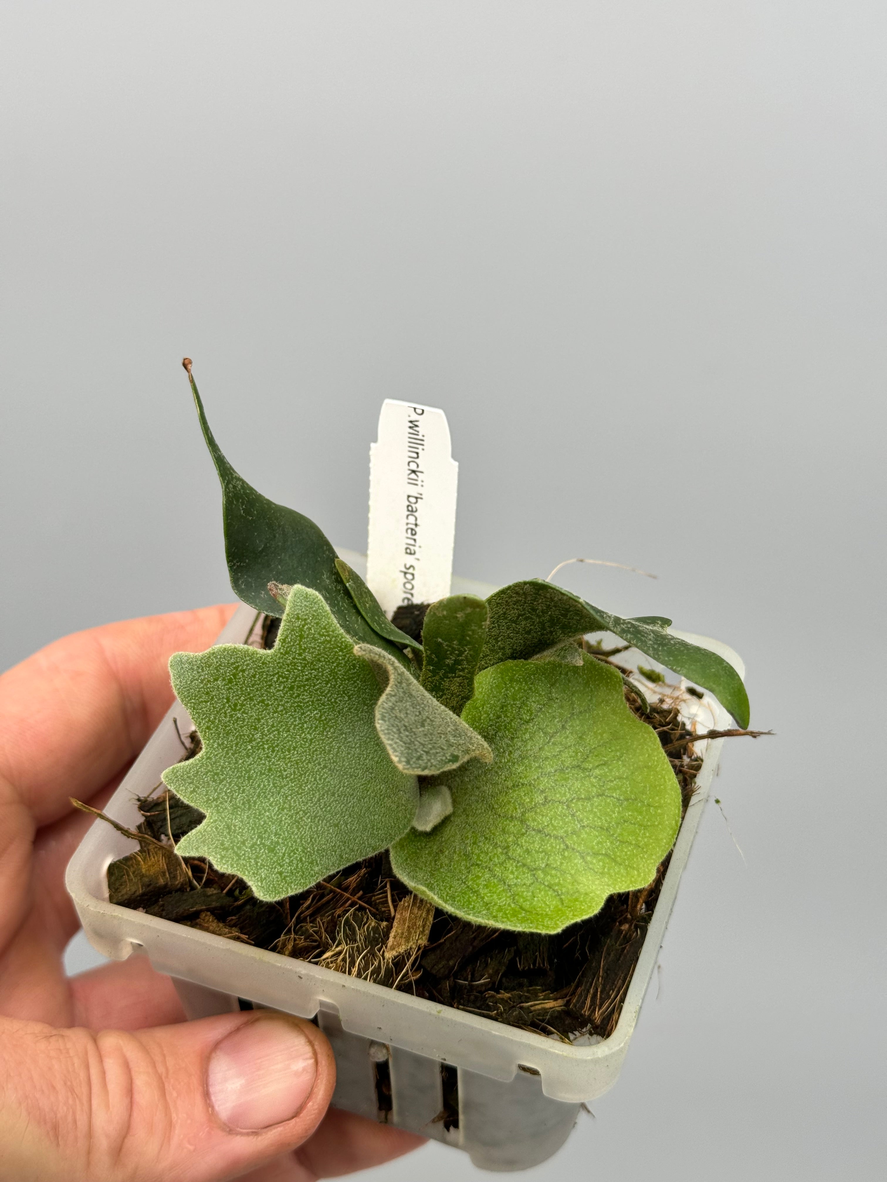 Platycerium willinckii 