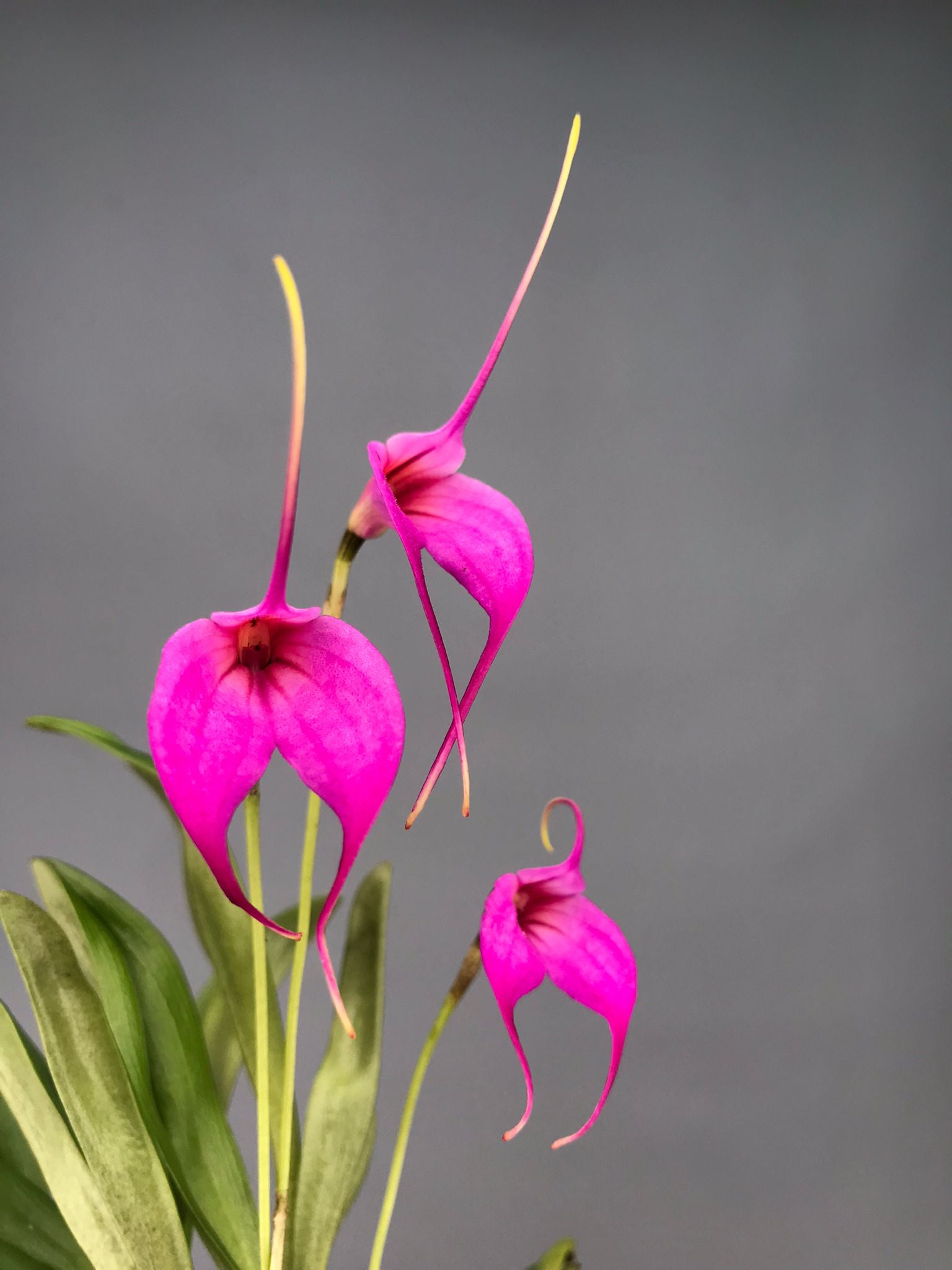 Masdevallia rosea x M.Selphi Orion