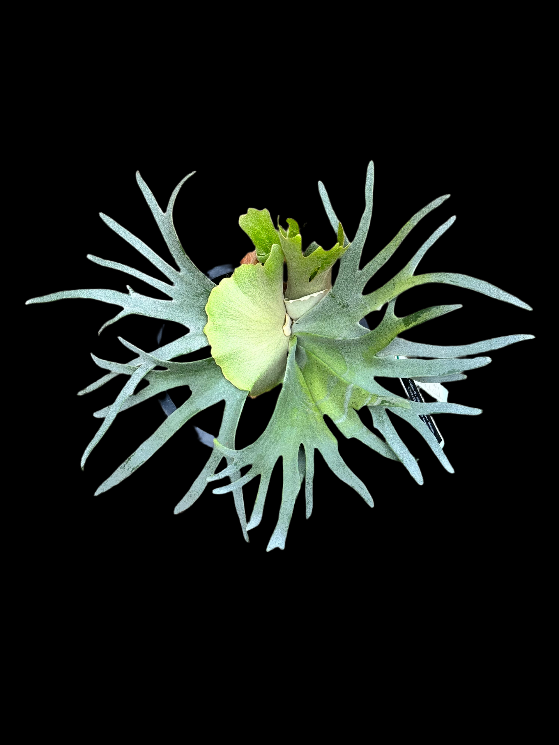 速達!P.willinckii 'Jade Girl' spore 1701 Platycerium willinckii 速達!P.willinckii 'Jade Girl' spore 1701 Platycerium willinckii