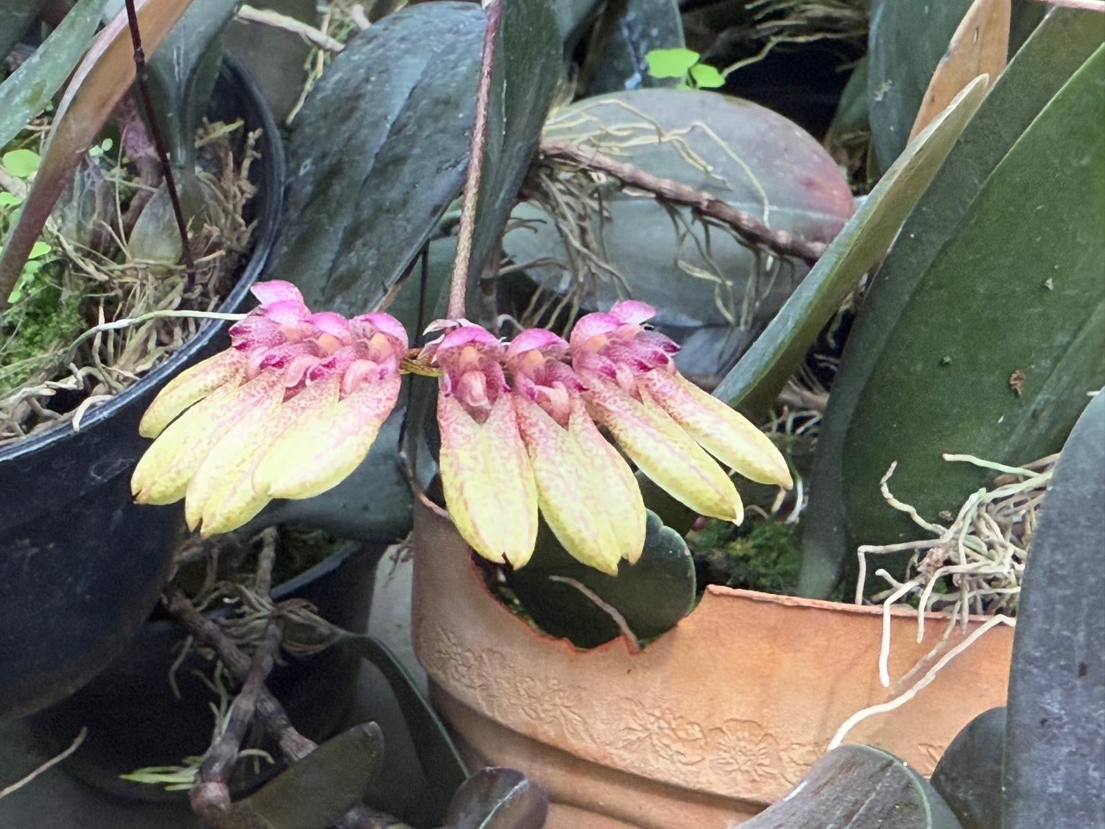 Bulbophyllum specie “Indo”