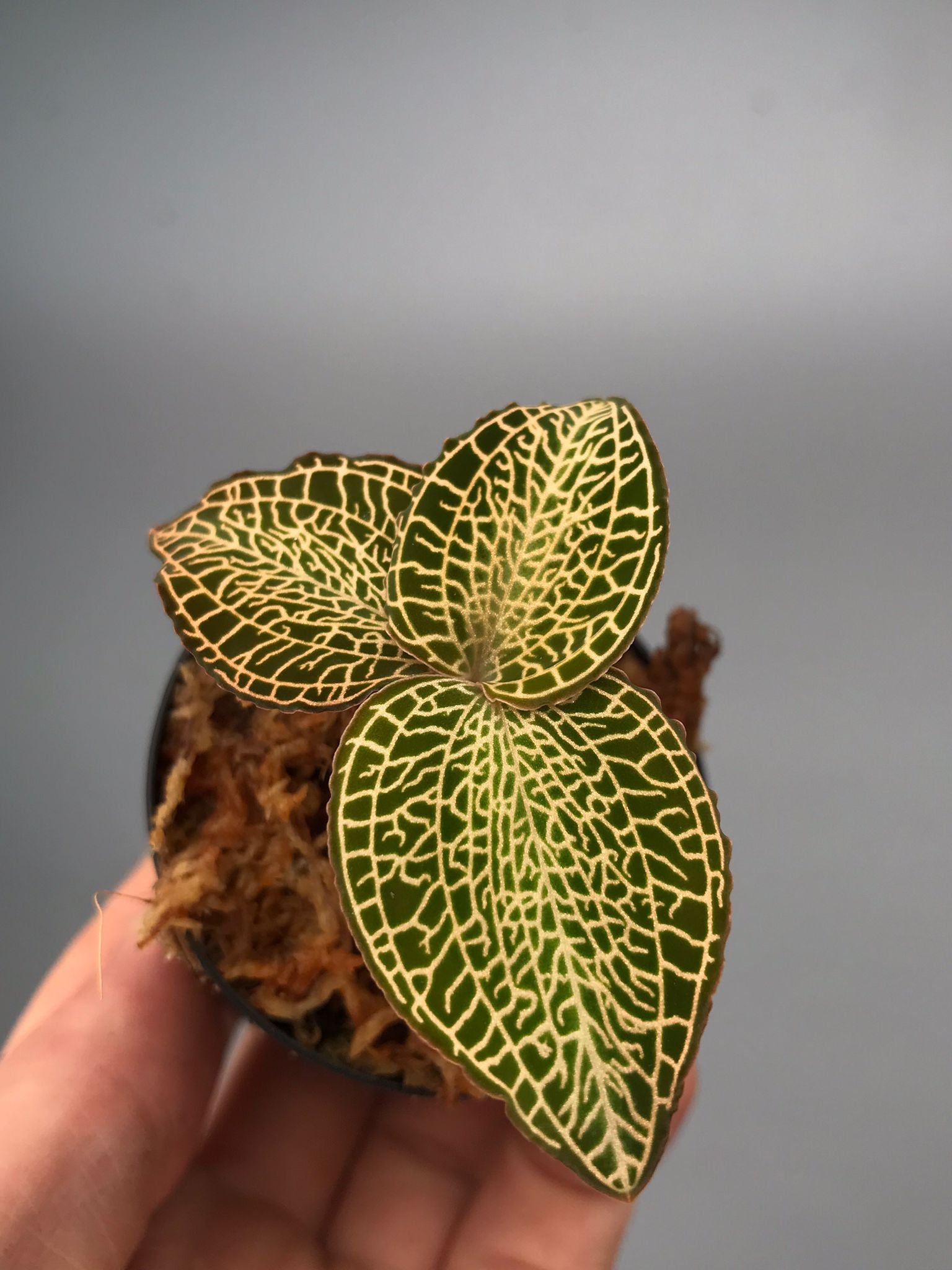 Anoectochilus roxburghii ‘red dragon’