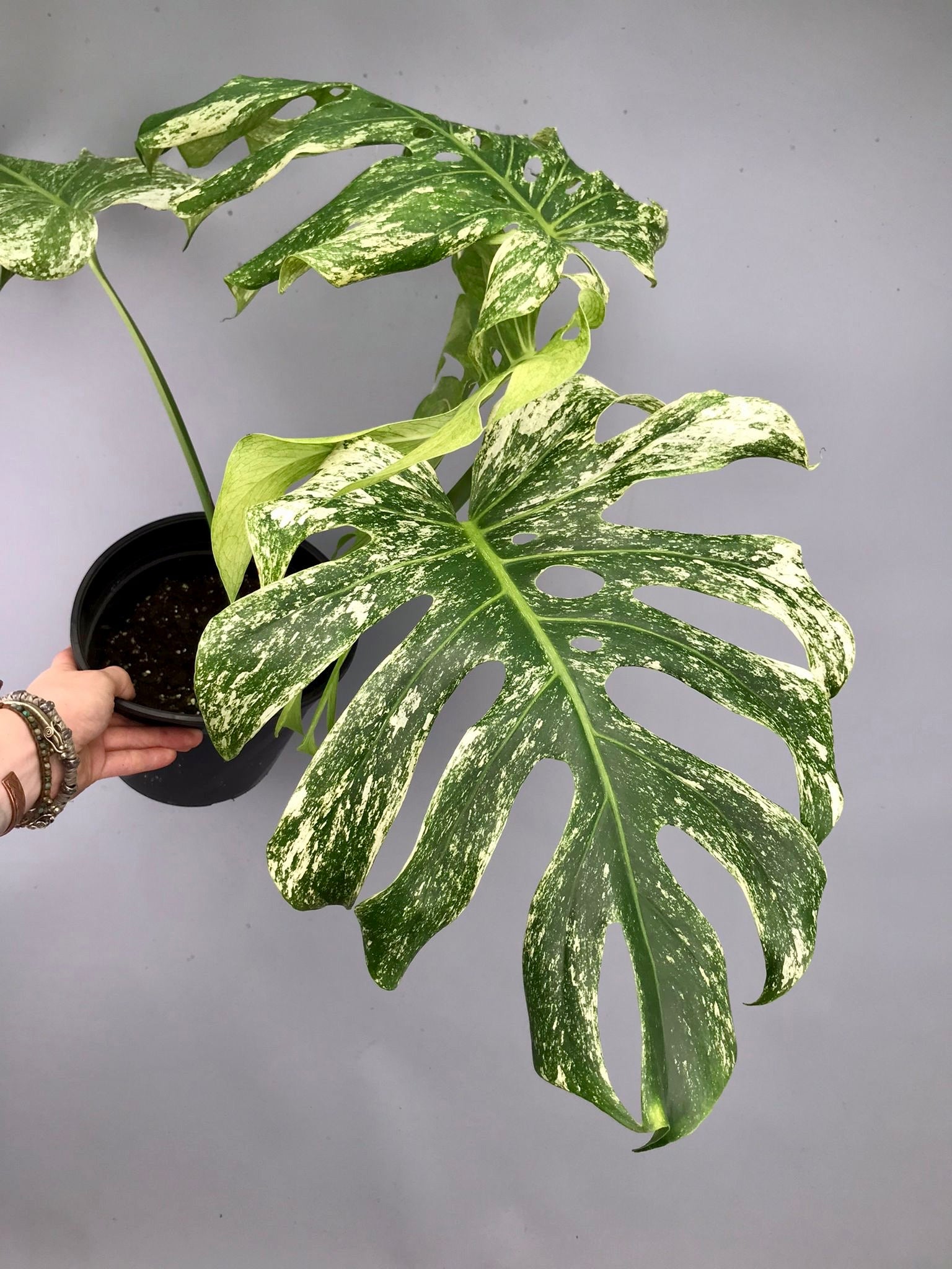 Monstera Full Mint deliciosa borsigiana Variegata