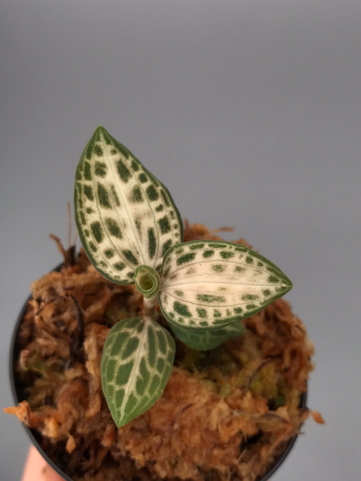 Goodyera schlechtendaliana var. Nishikiran