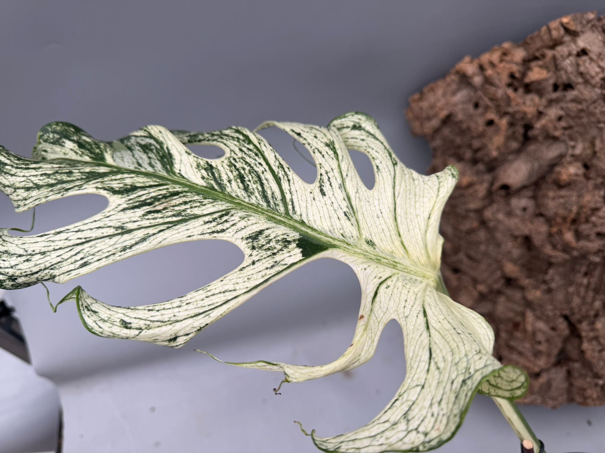 Monstera ‘Devil Monster’ Nr 2