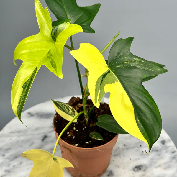 philodendron fragans Philodendron squamiferium variegated