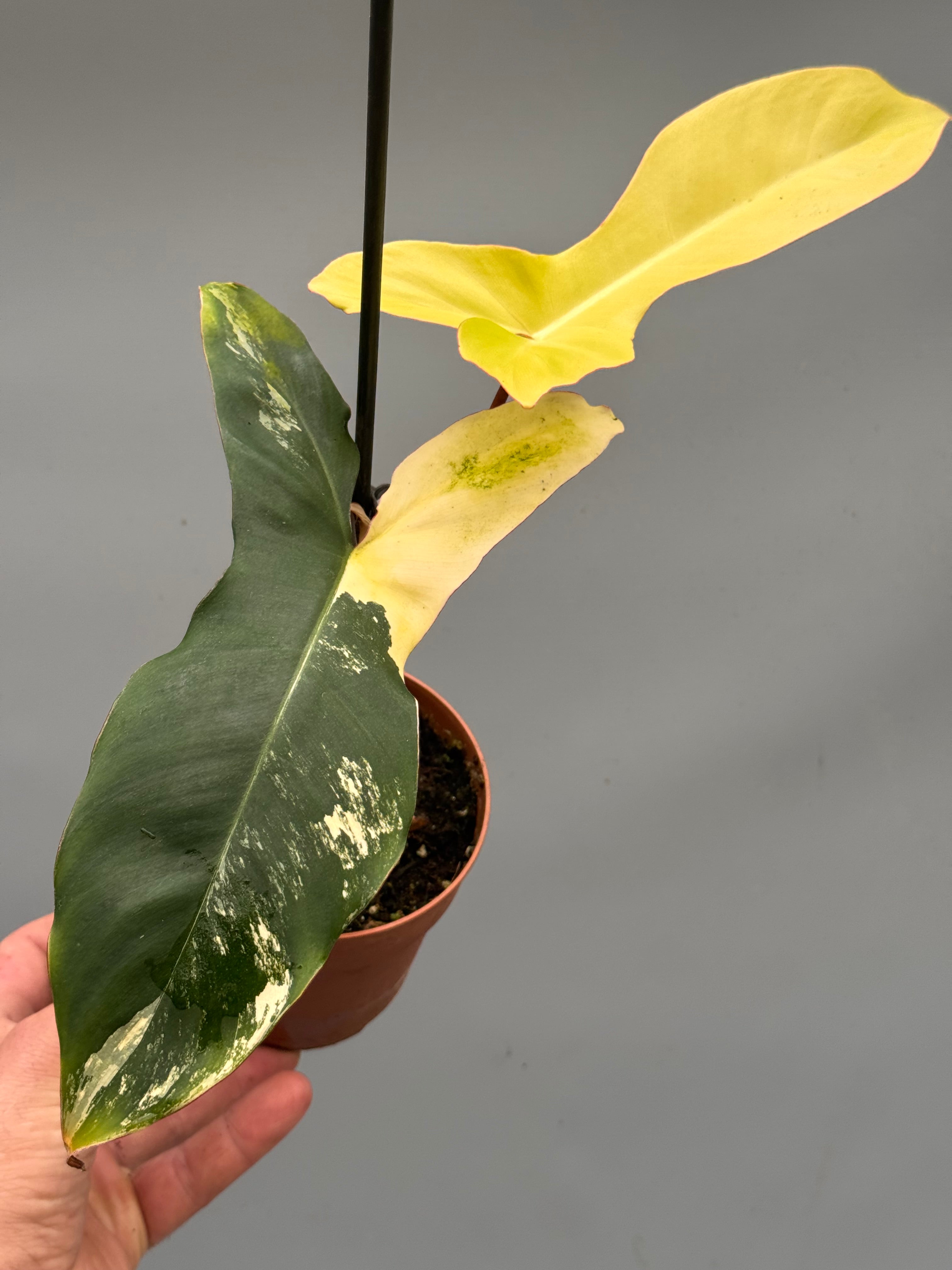 102 Philodendron billietiae variegata 極斑 Philodendron billietiae Variegata (Less)