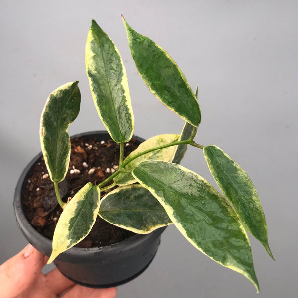 1260A811-B609-482A-A7EB-