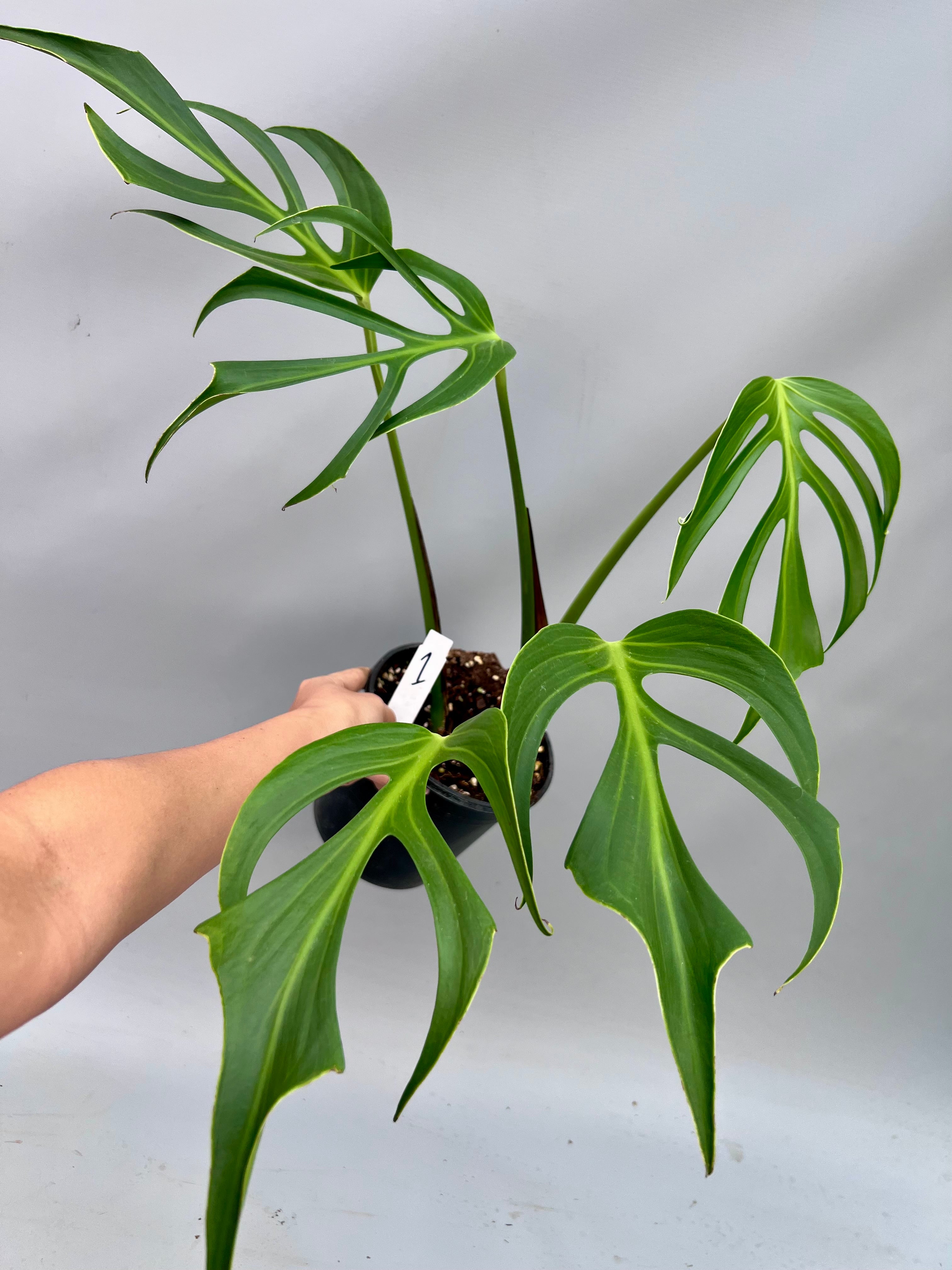 V4 モンステラ バールマルクスフレーム 【公式通販】