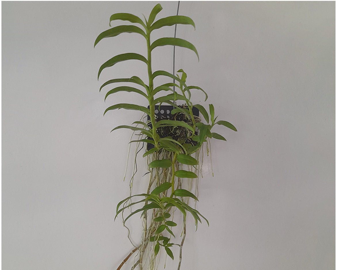 Dendrobium anosmum var. Semi Alba (Big Plant)
