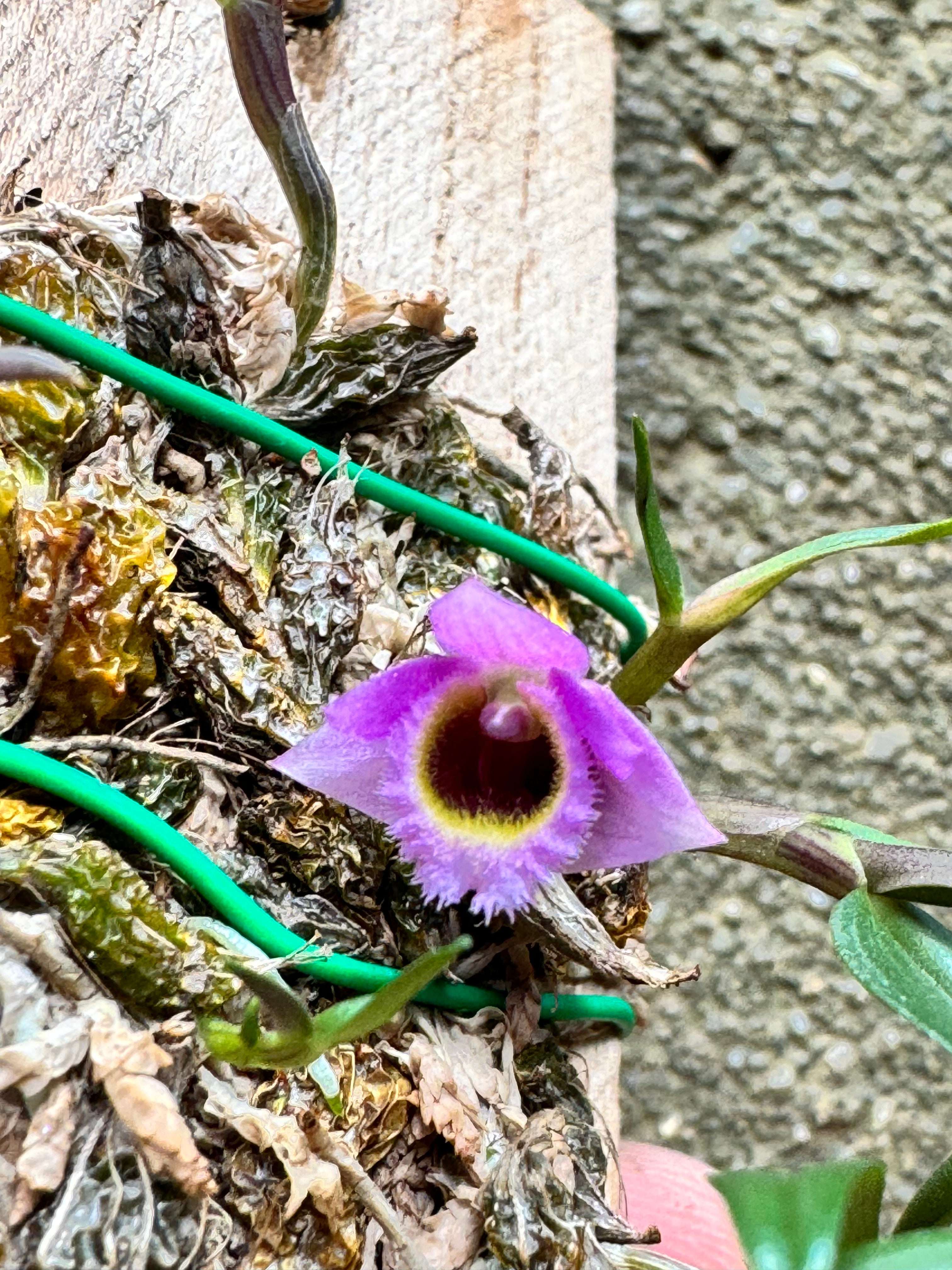 Dendrobium fuscifaucium (Micro Dendrobium) First propagation