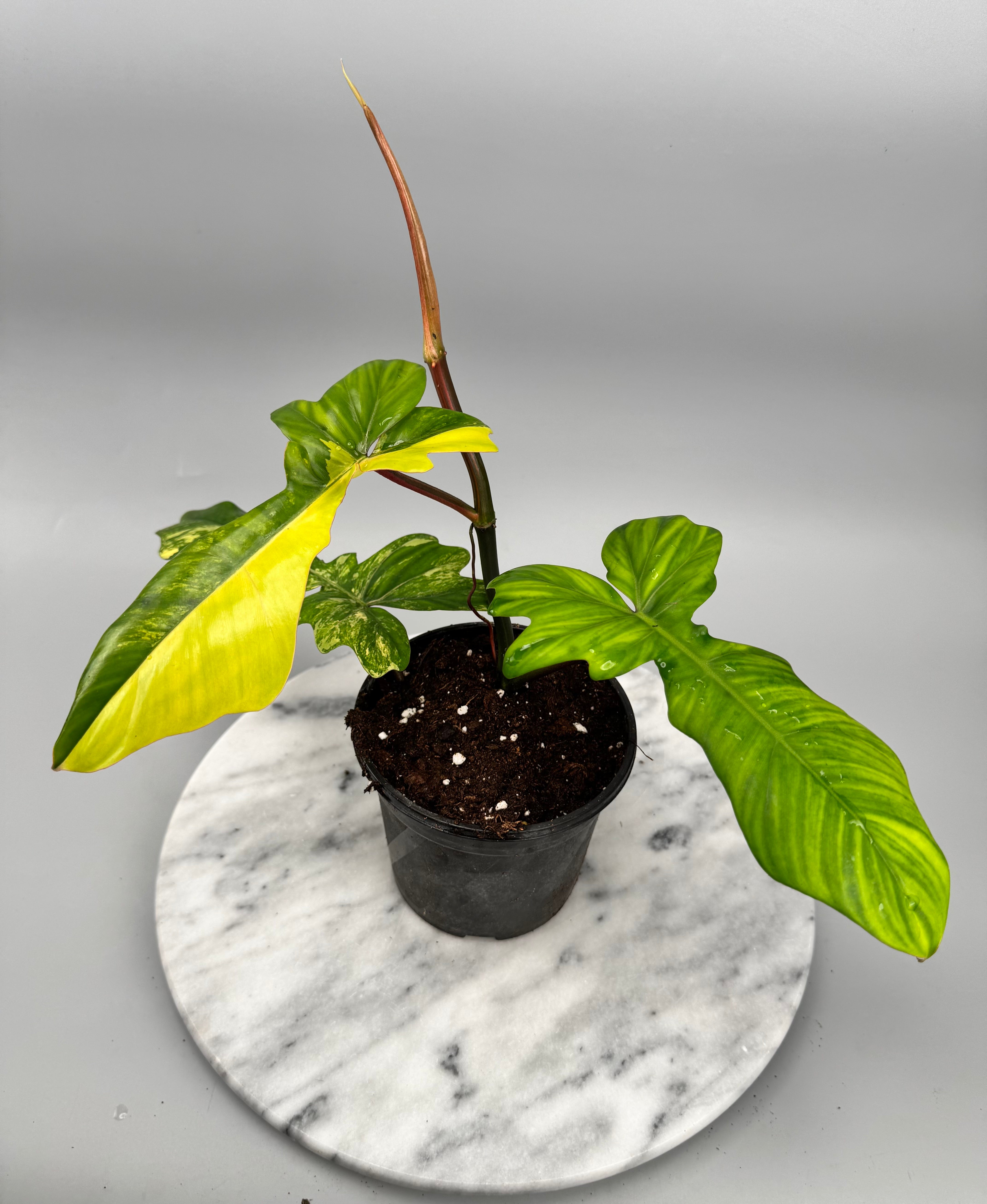 Philodendron Florida Beauty Var. X Bob Cee Var. Nr 1