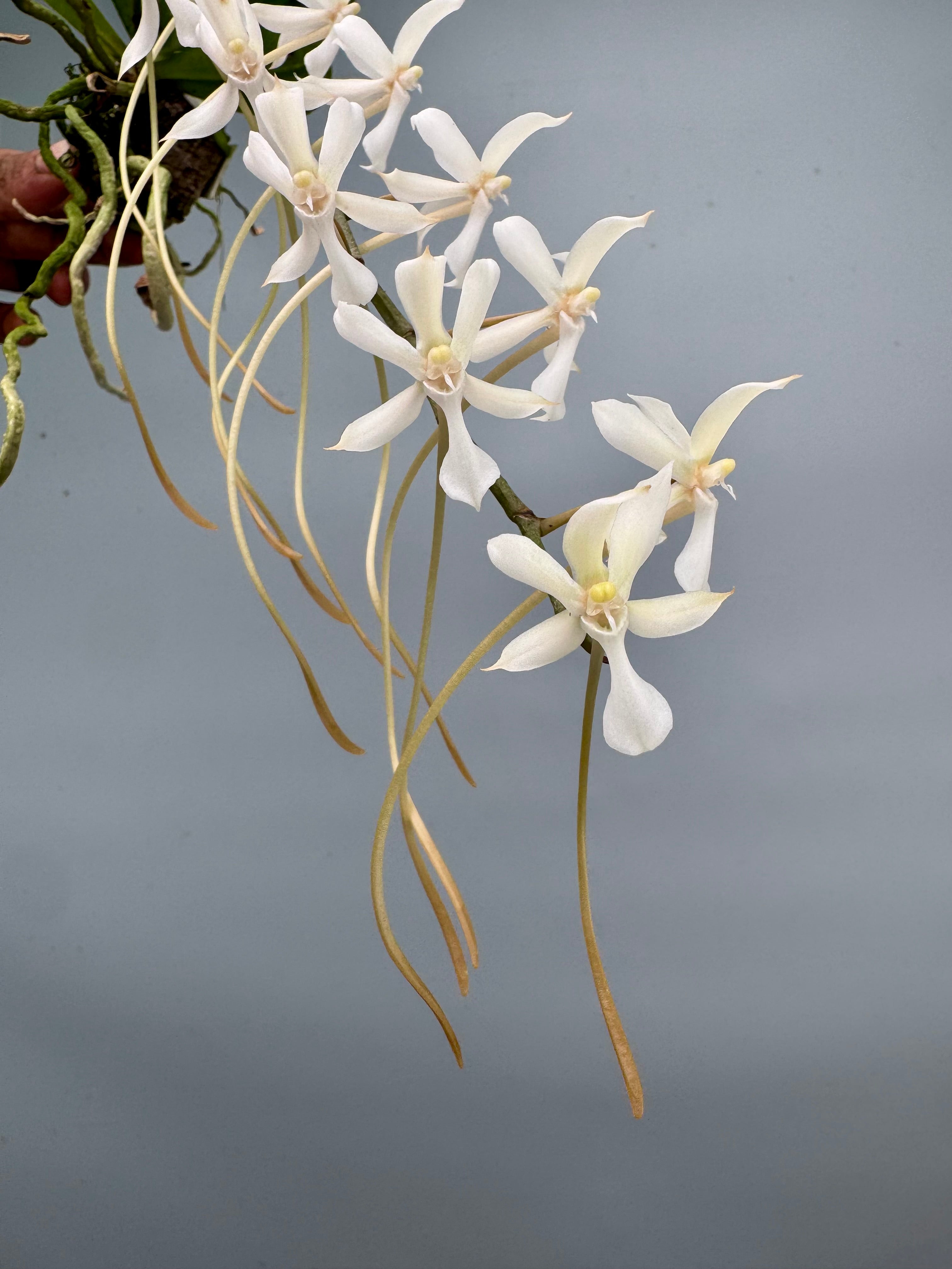 Aerangis kotschyana x decaryana