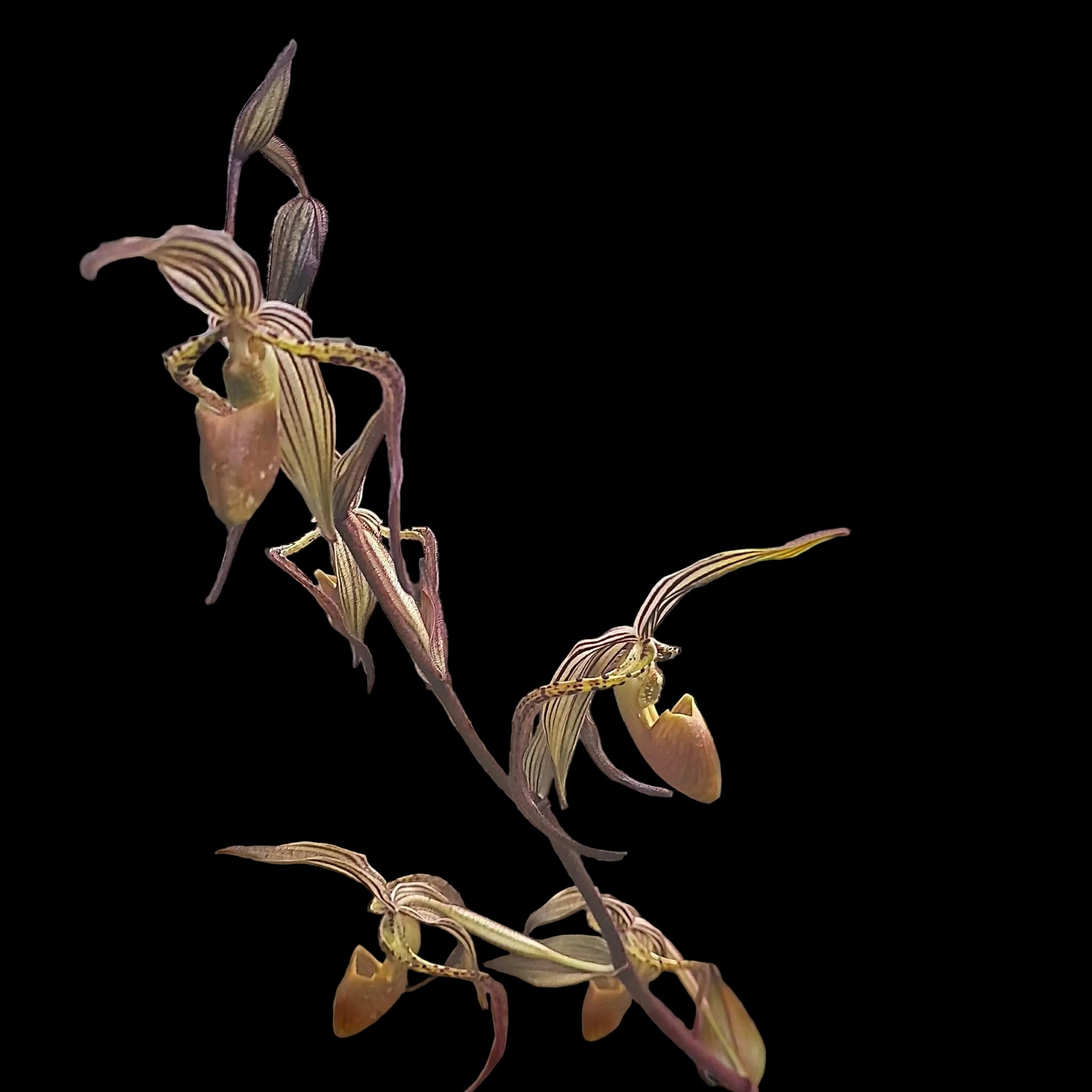 Paphiopedilum intaniae