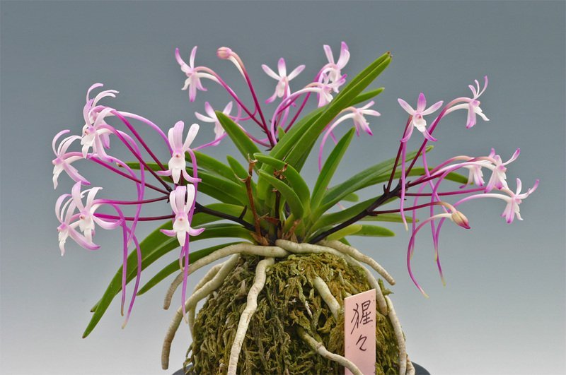 Neofinetia falcata "Shutenno Pink" (朱天王) "Clumb" (Big plant)