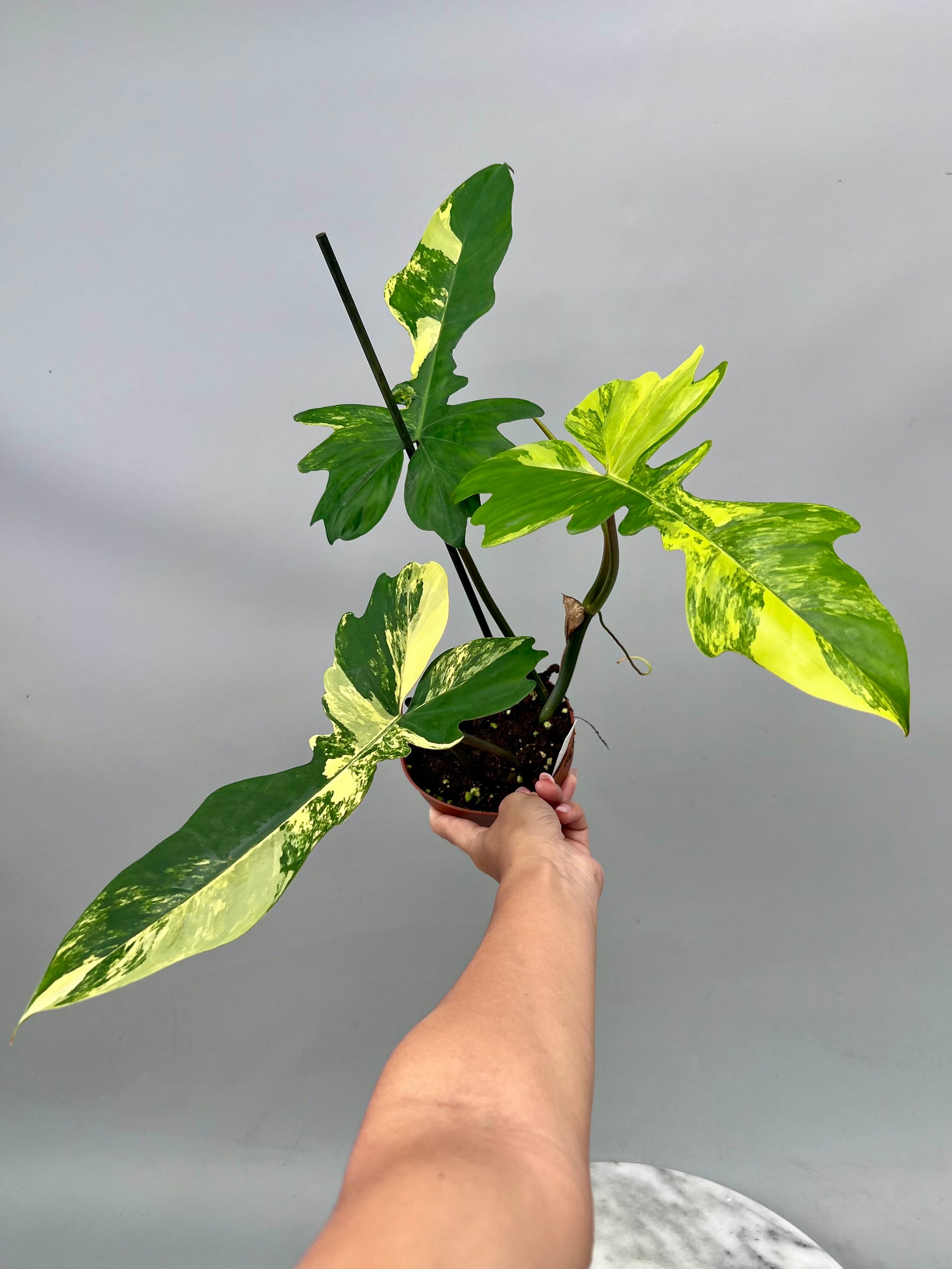 Philodendron Florida Beauty Variegata X Bob Cee Variegata