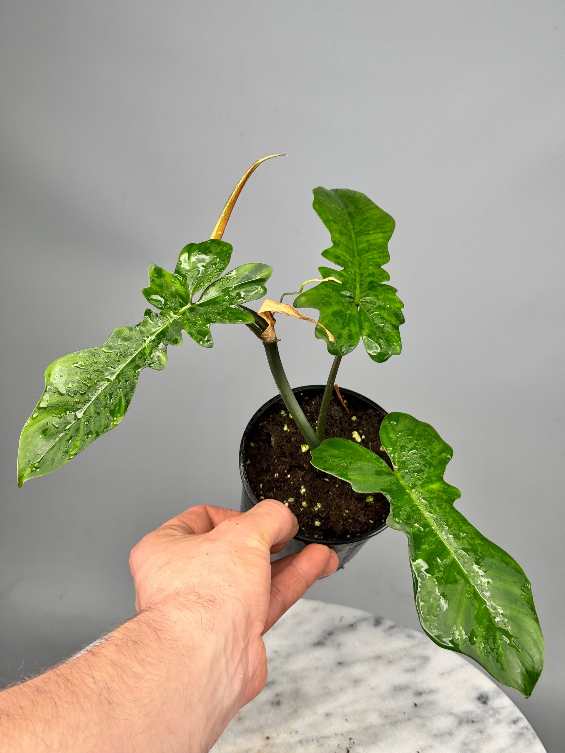 fiddle lime philodendron Philodendron pedatum x Bob Cee