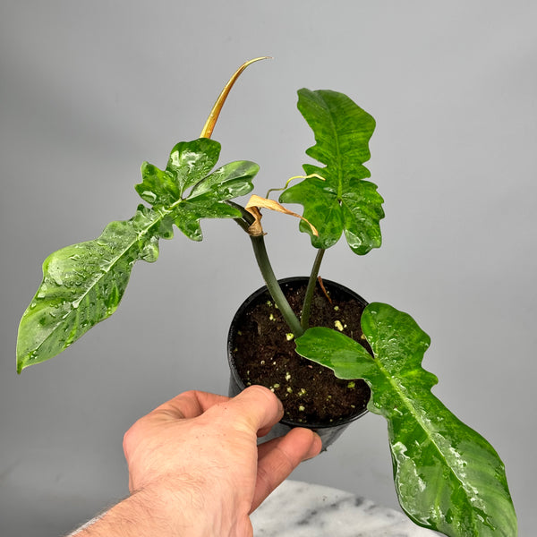 philodendron pedatum narrow Philodendron pedatum x Bob Cee